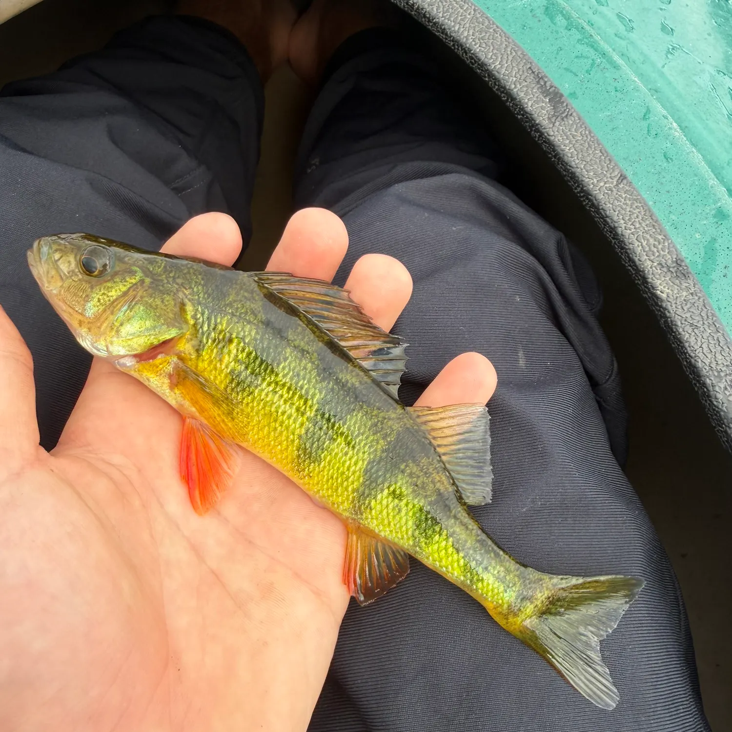 Yellow perch caught on Fishbrain