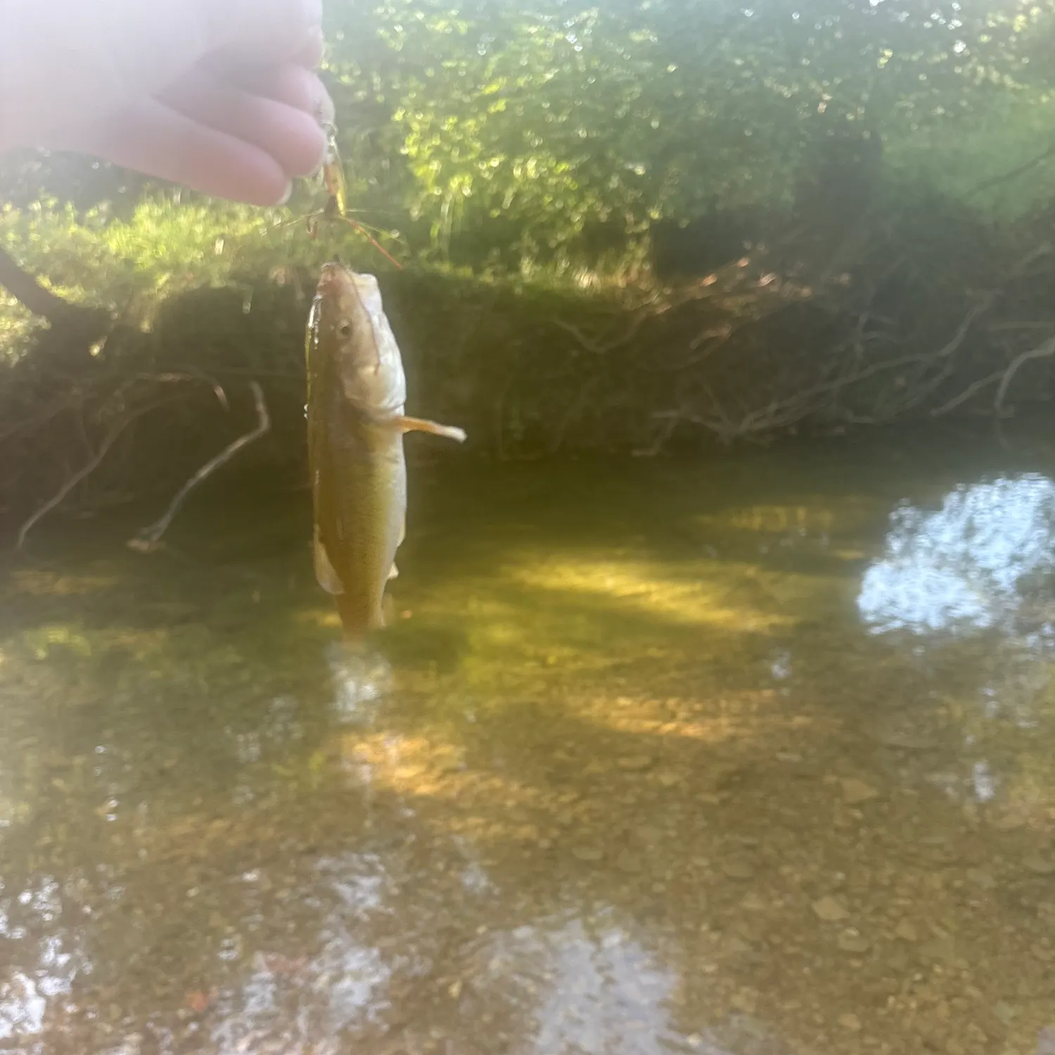 Rock bass caught on Fishbrain