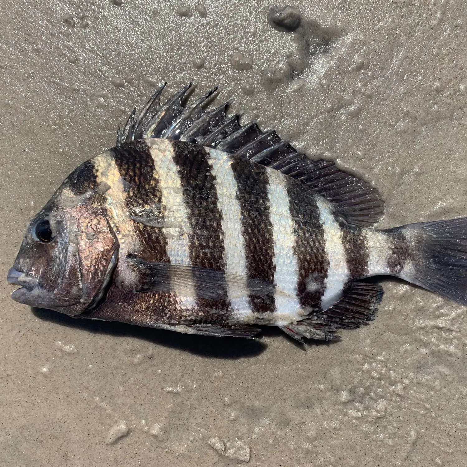 Sheepshead caught on Fishbrain