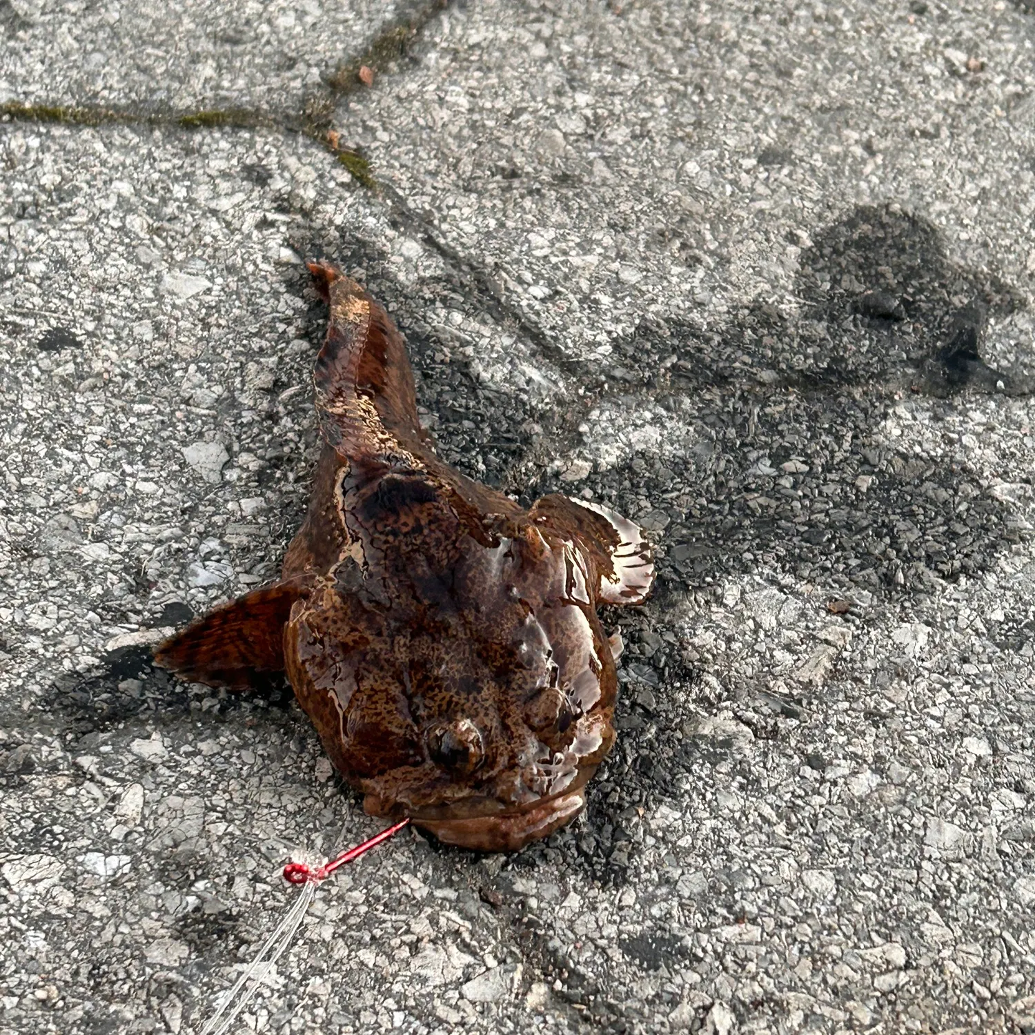 Oyster toadfish caught on Fishbrain