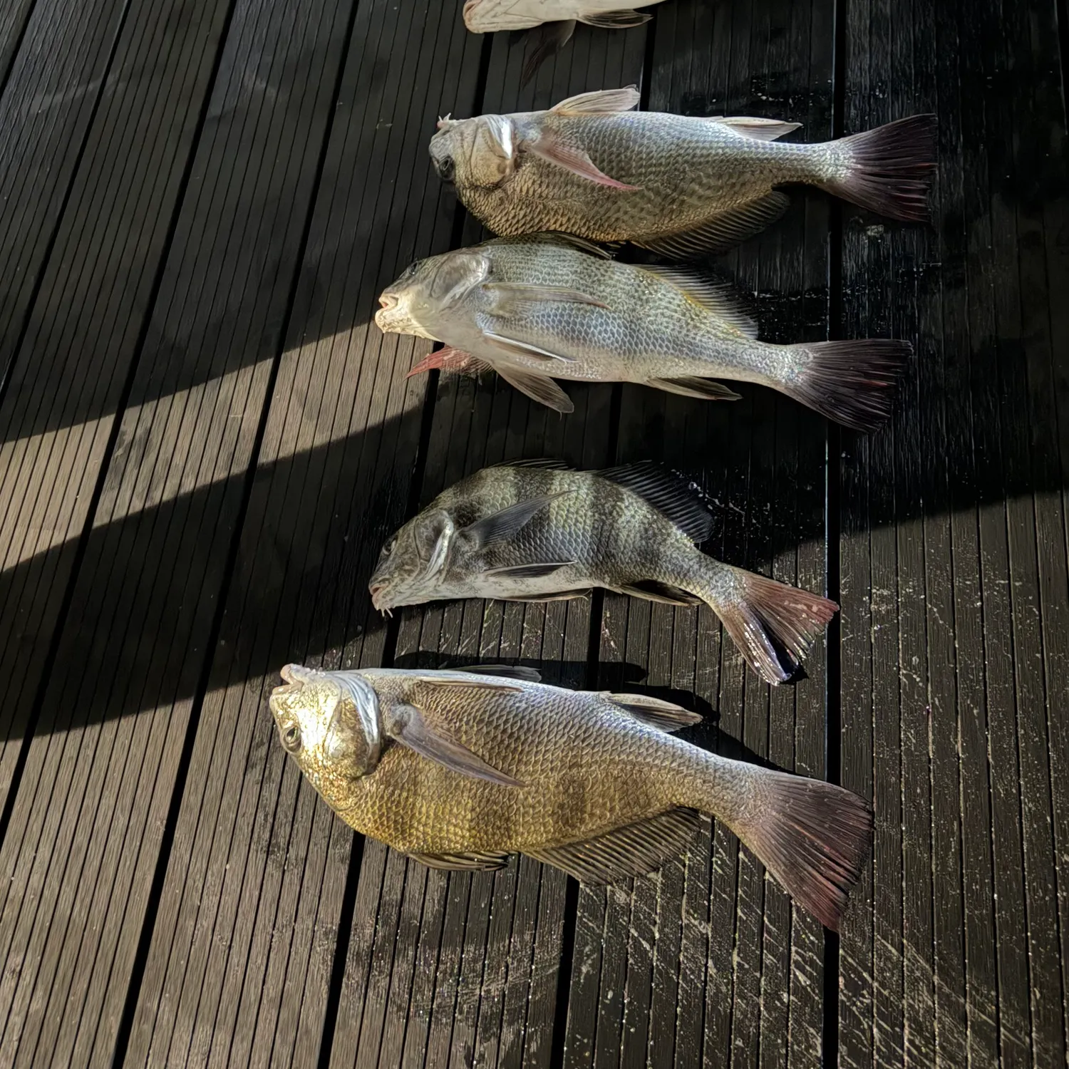 The most recent Black drum catches on Fishbrain