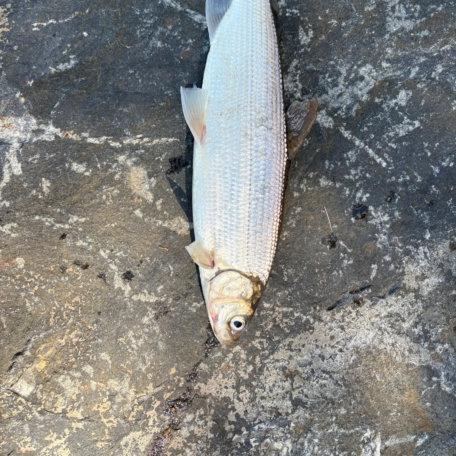 Lake whitefish caught on Fishbrain