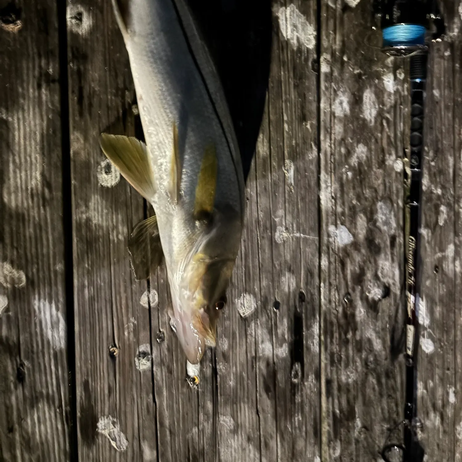 Common snook caught on Fishbrain