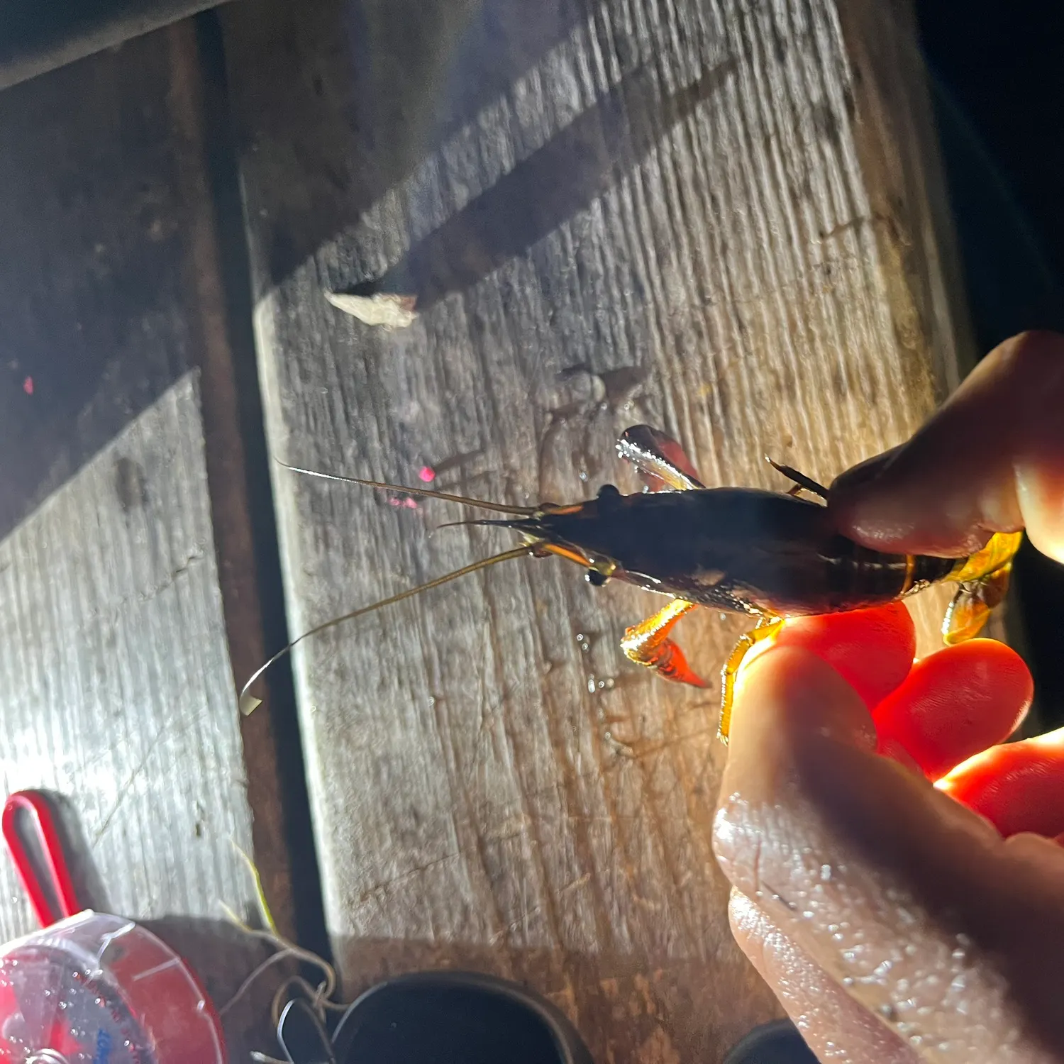 The most recent Red swamp crayfish catches on Fishbrain