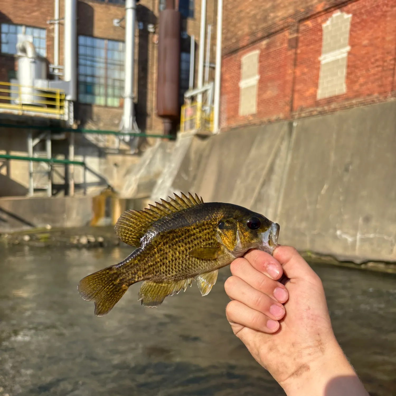Rock bass caught on Fishbrain