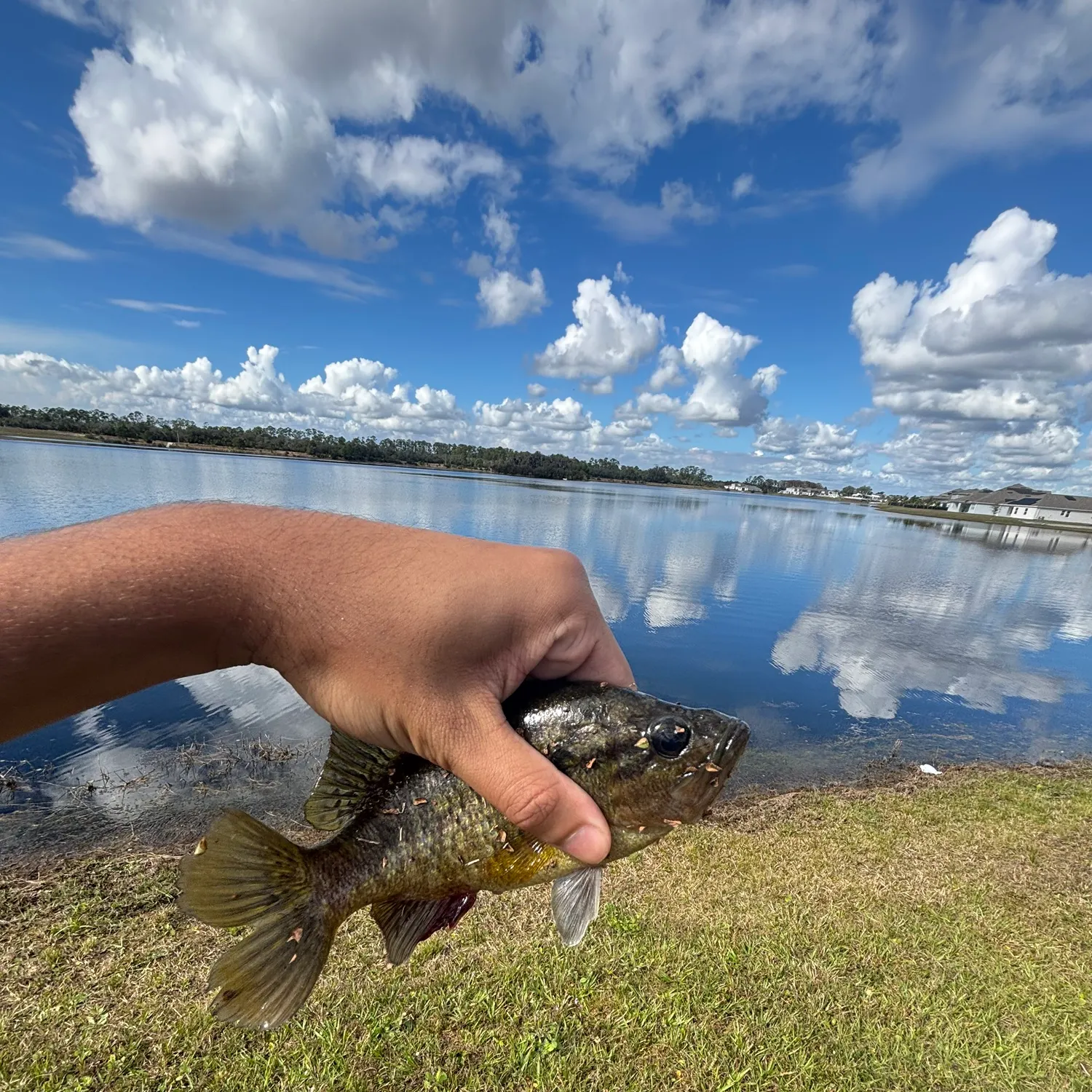 The most recent Wargill hybrid catches on Fishbrain