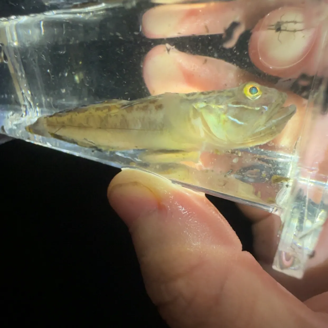 The most recent Clown goby catches on Fishbrain