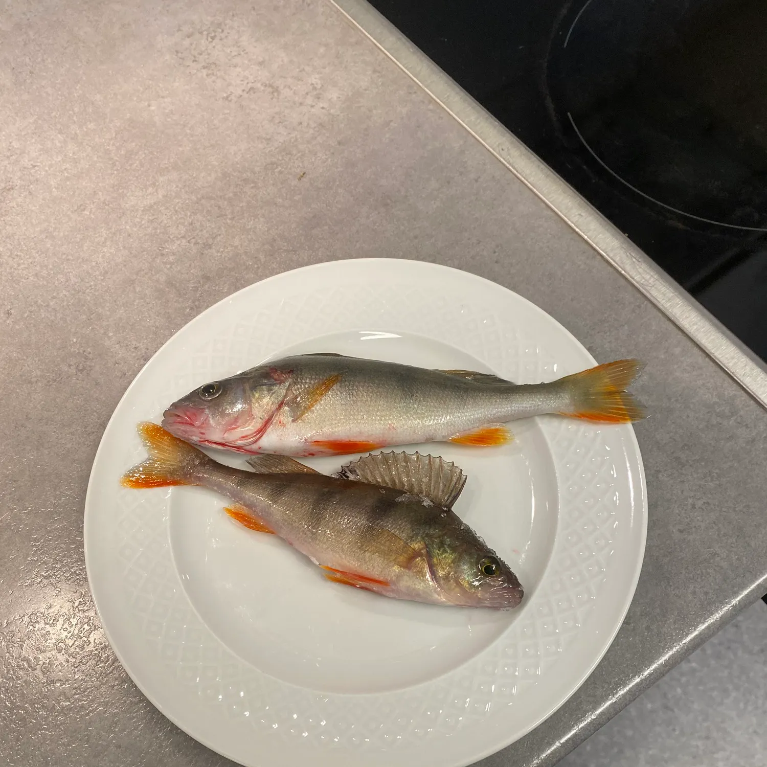 European perch caught on Fishbrain