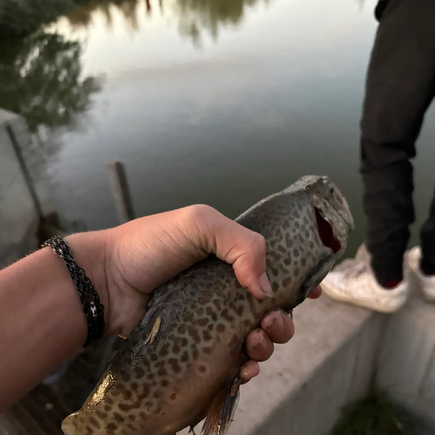 Tiger trout caught on Fishbrain