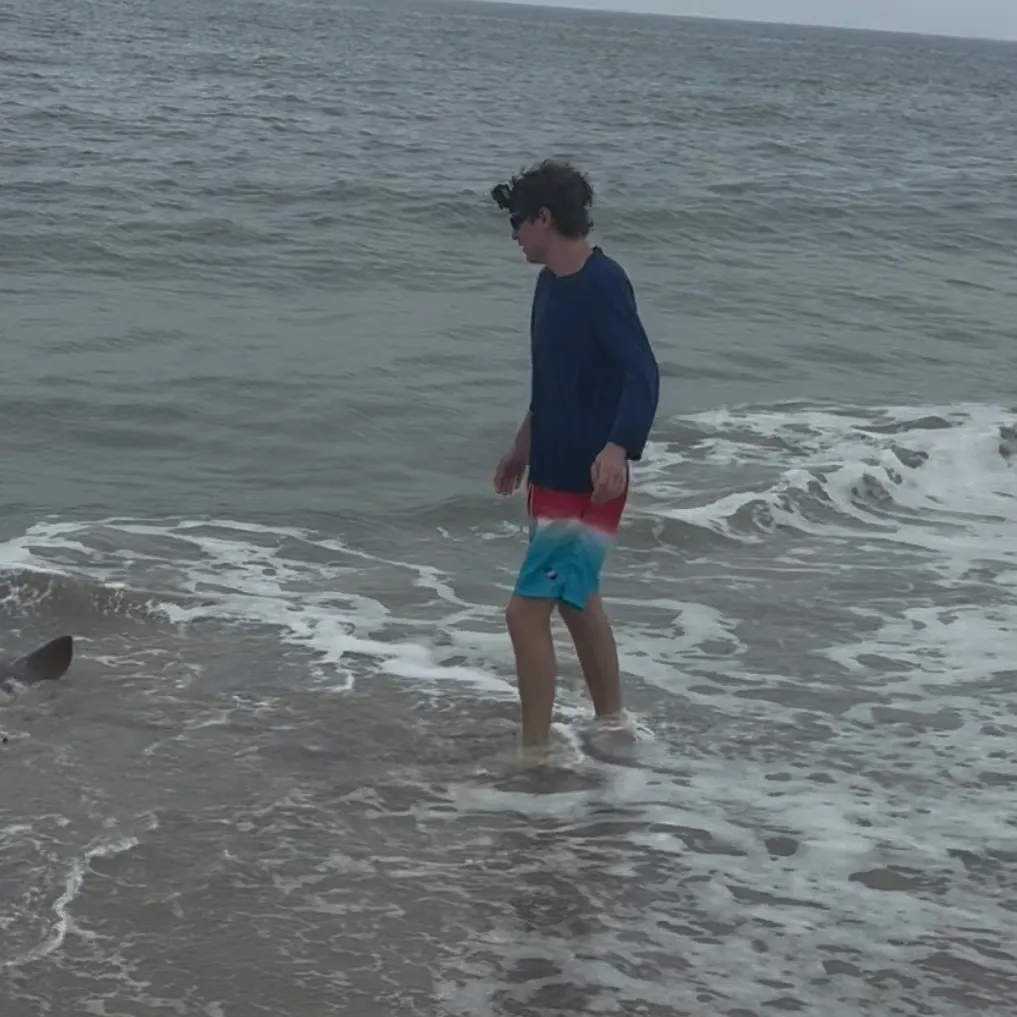 The most recent Bullnose eagle ray catches on Fishbrain