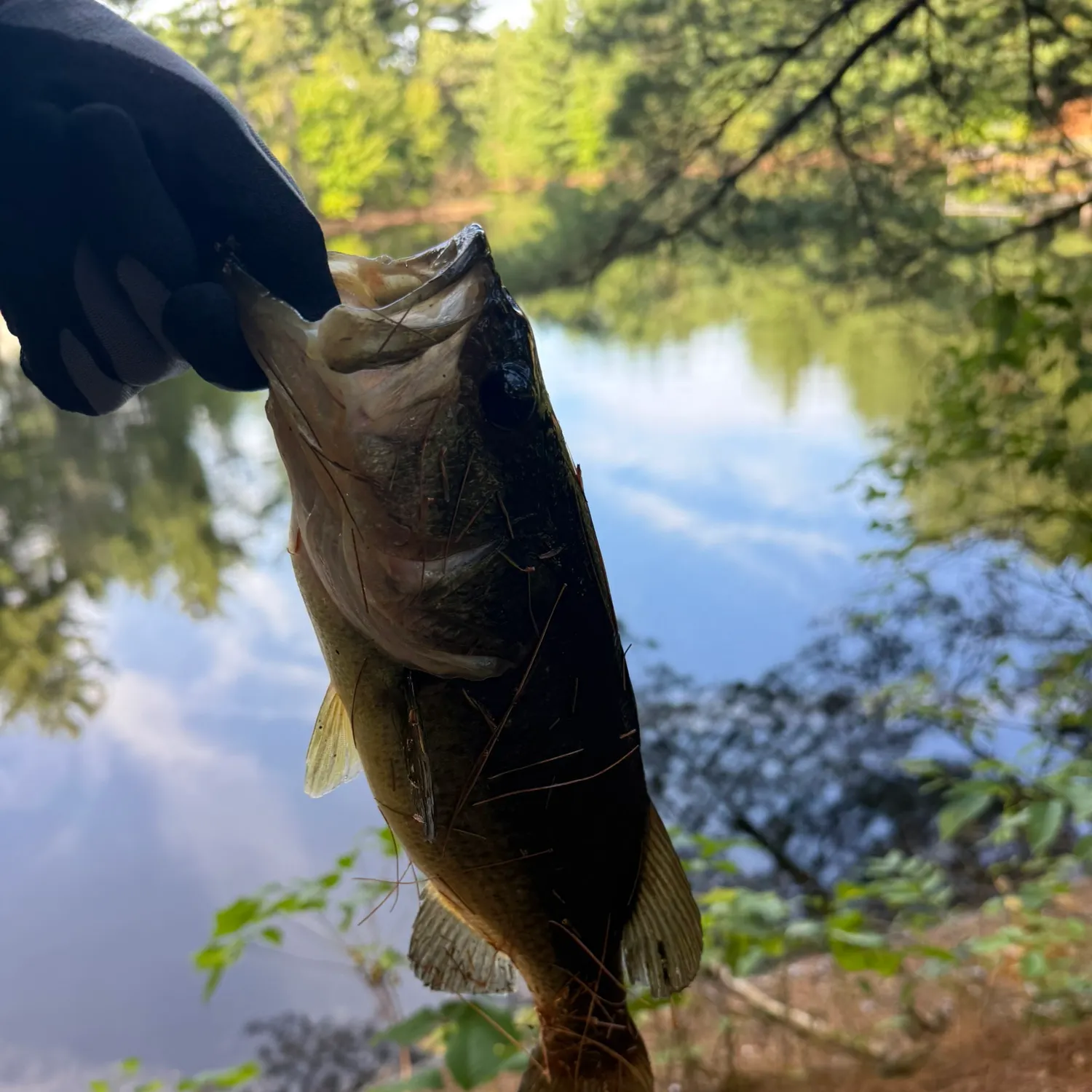 Largemouth bass caught on Fishbrain
