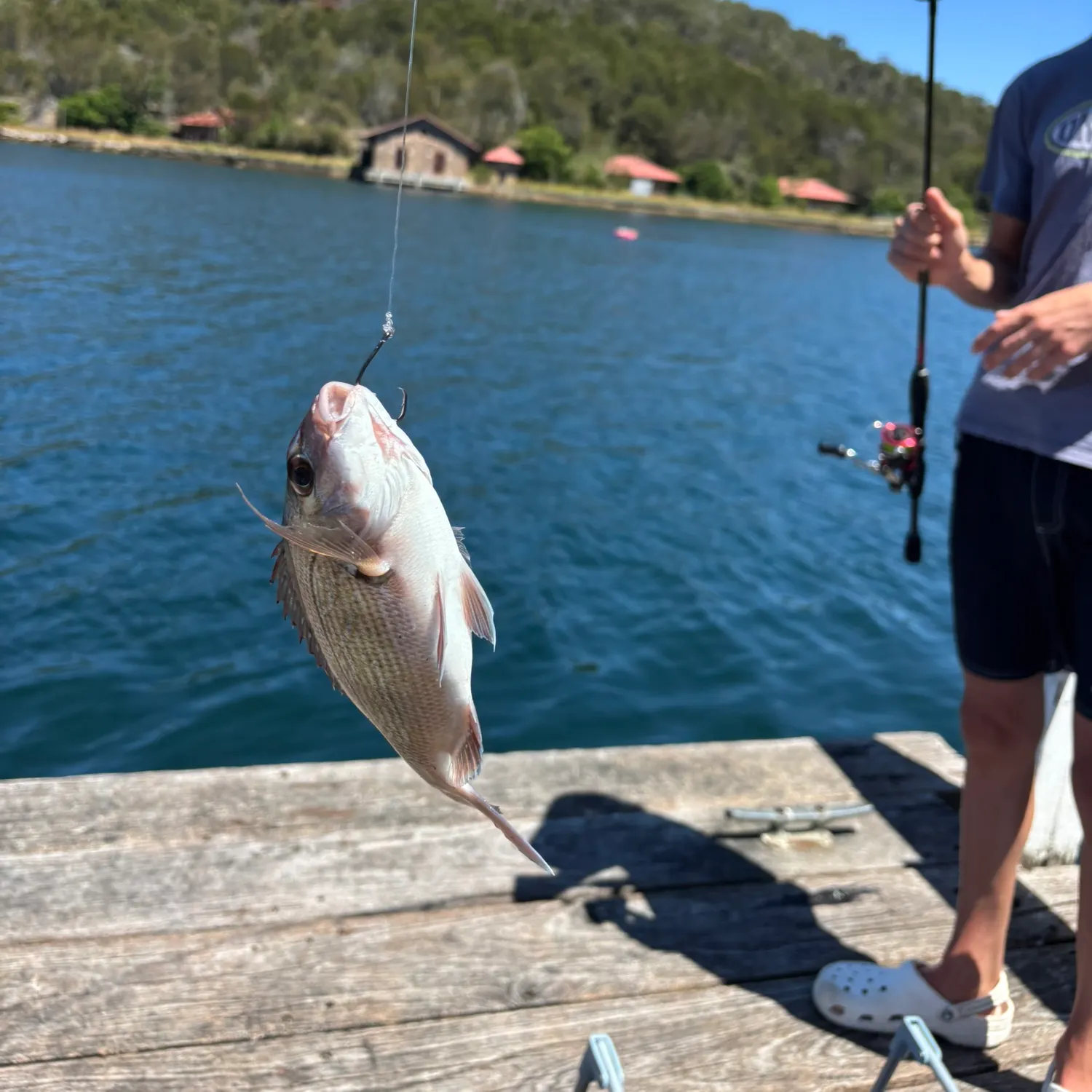 The most recent Australasian snapper catches on Fishbrain