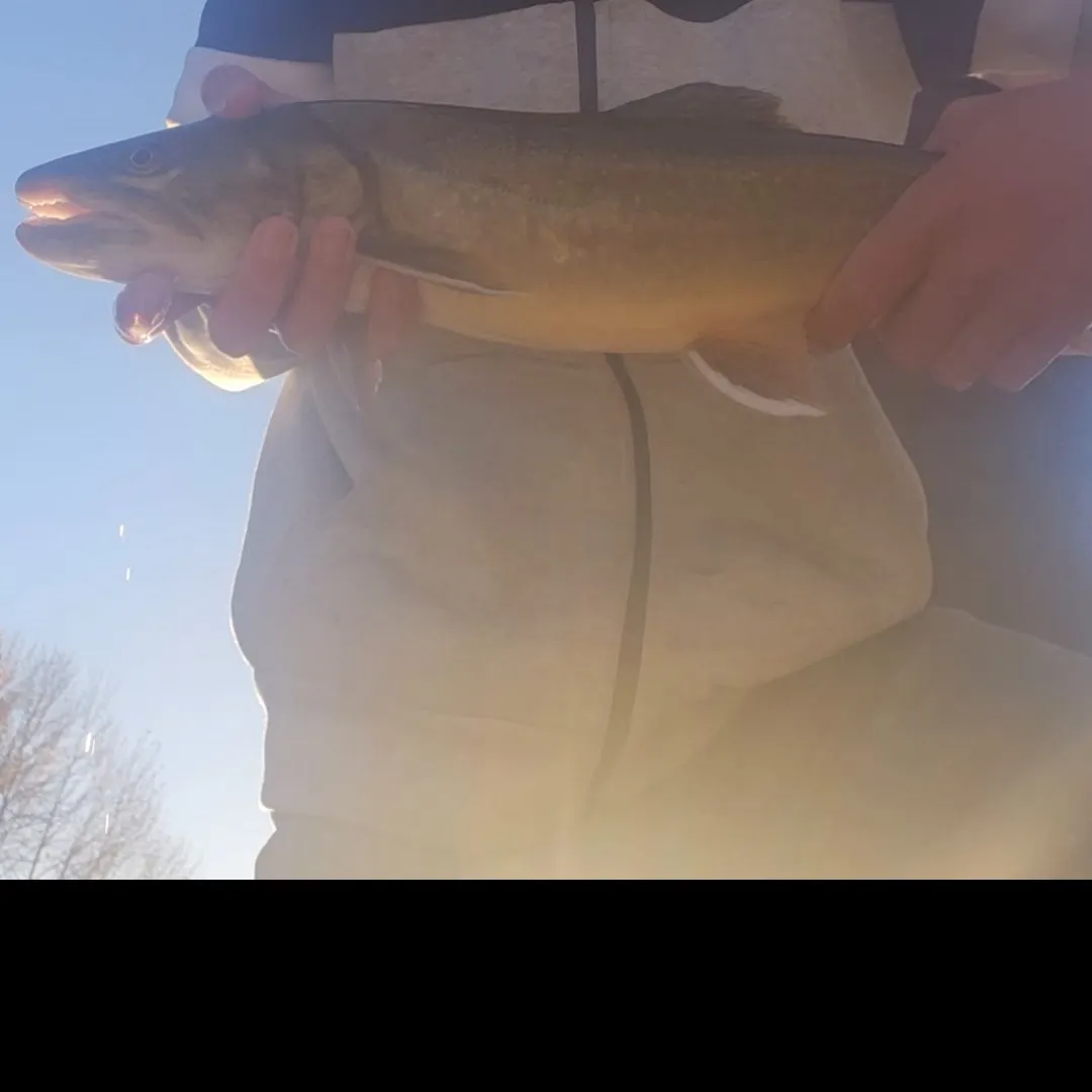Bull trout caught on Fishbrain