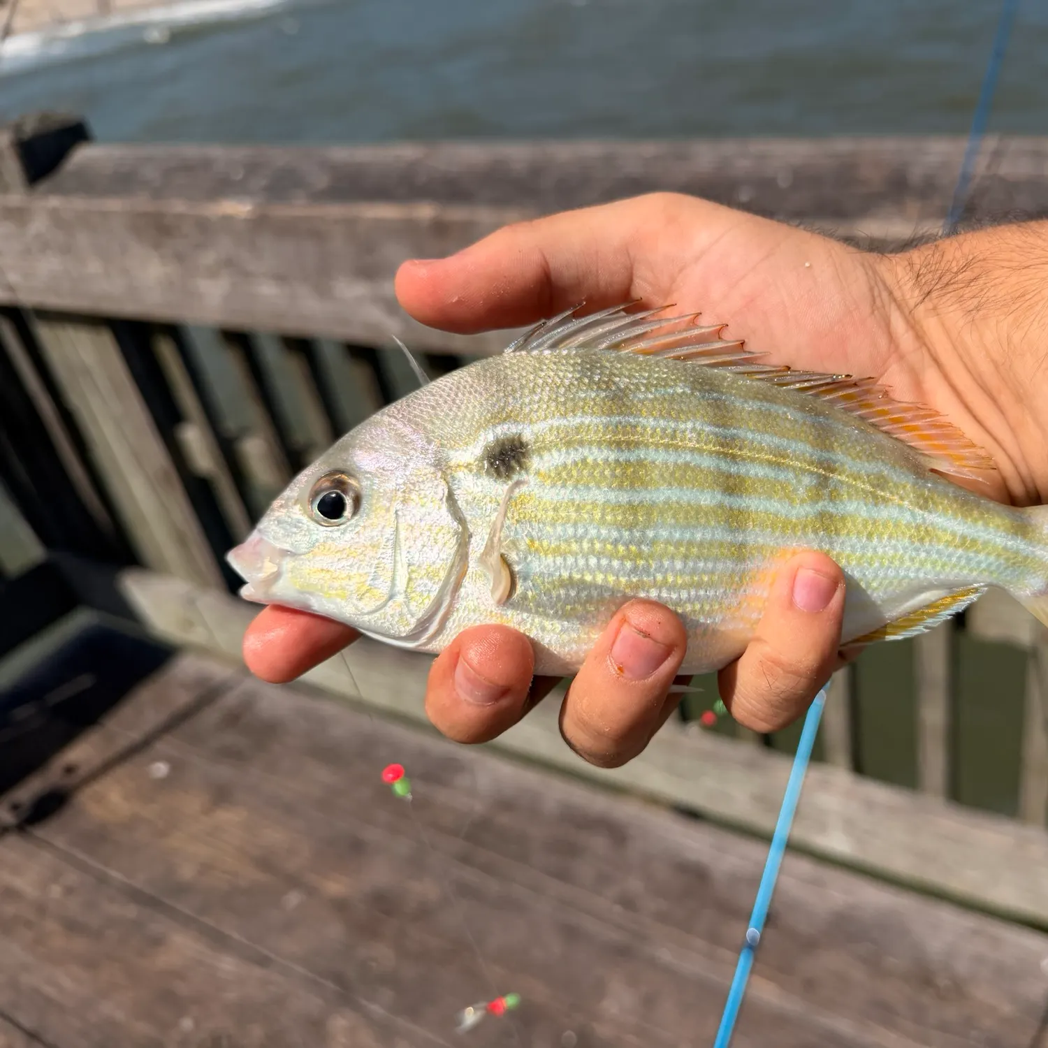 Pinfish caught on Fishbrain