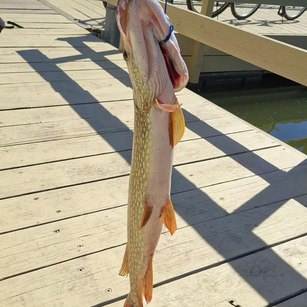 Northern pike caught on Fishbrain