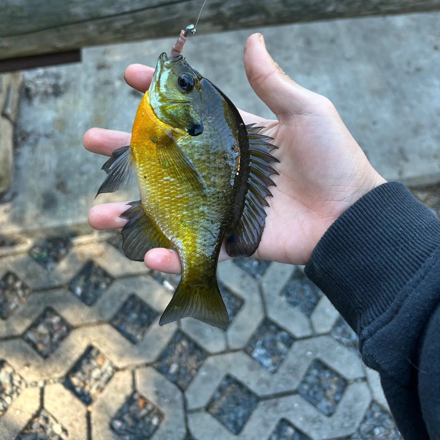 Bluegill caught on Fishbrain