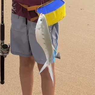 The most recent Largespotted dart catches on Fishbrain