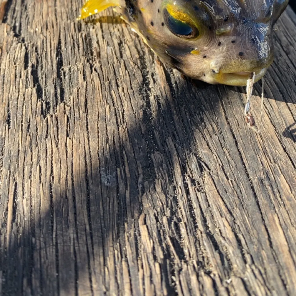 Longspined porcupinefish caught on Fishbrain