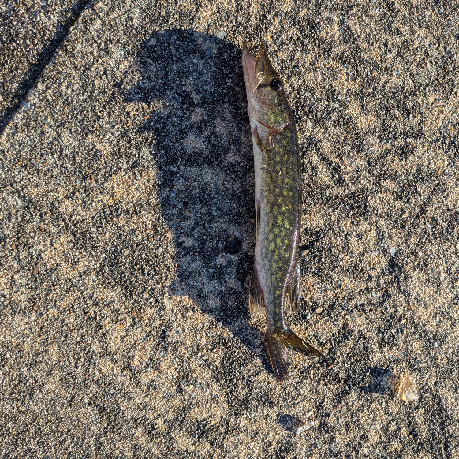 Chain pickerel caught on Fishbrain