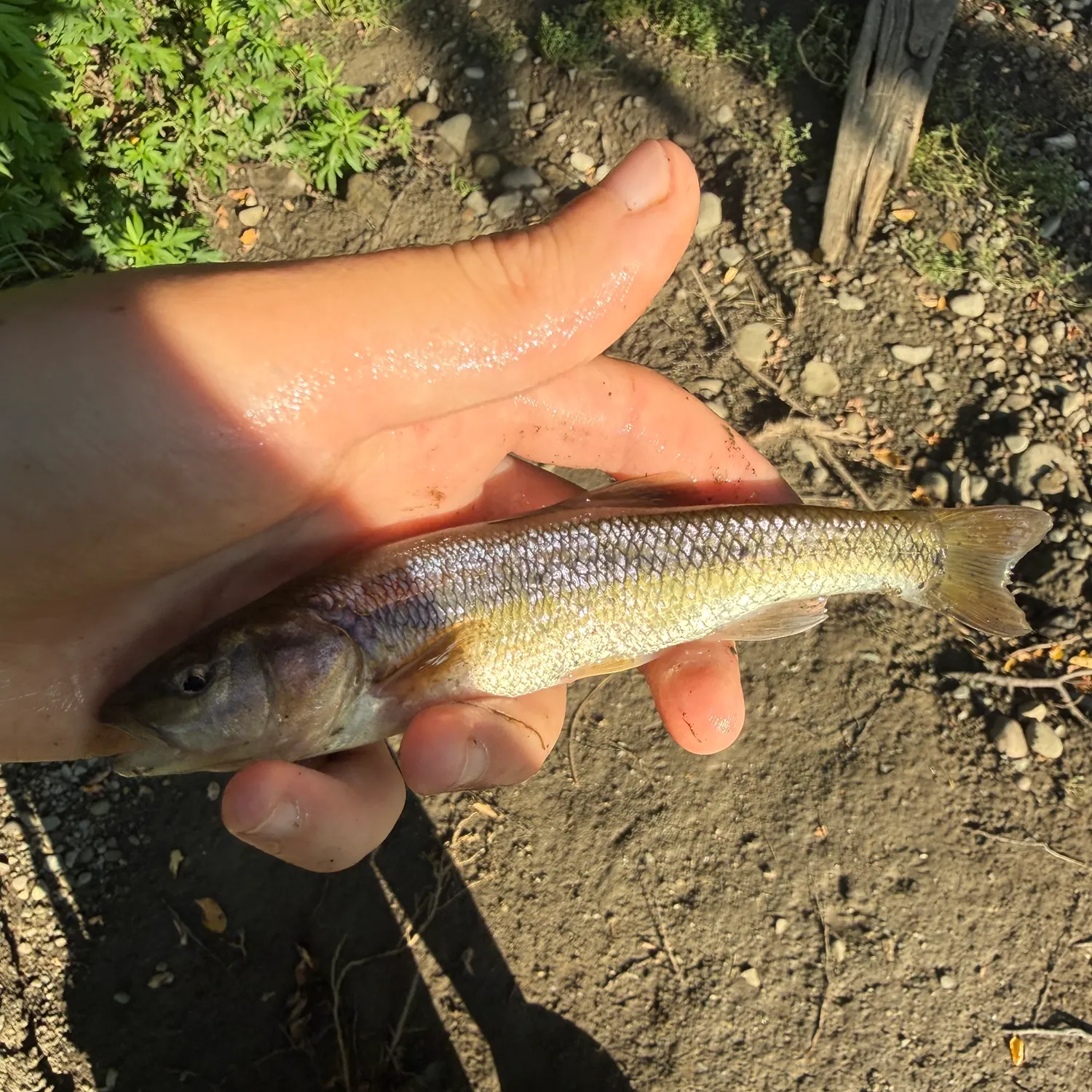 Creek chub caught on Fishbrain