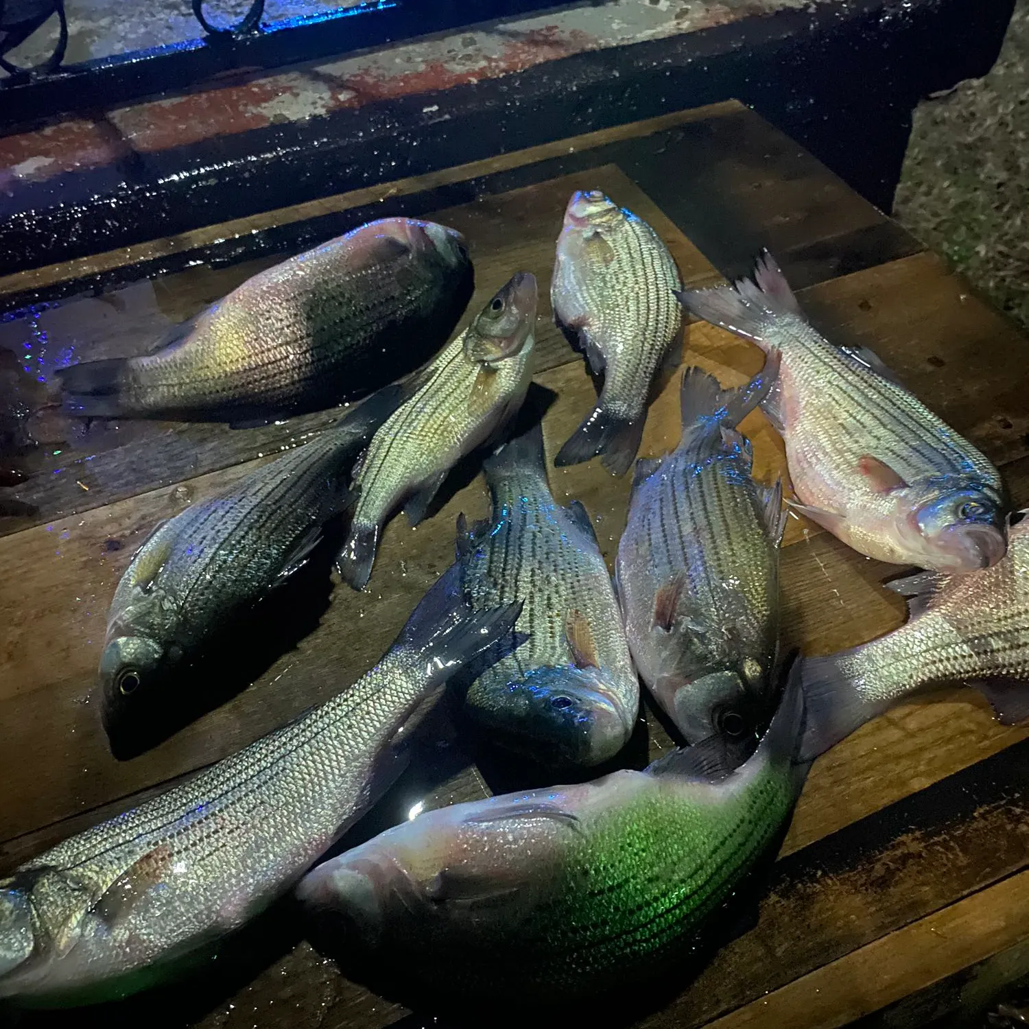 recently logged catches