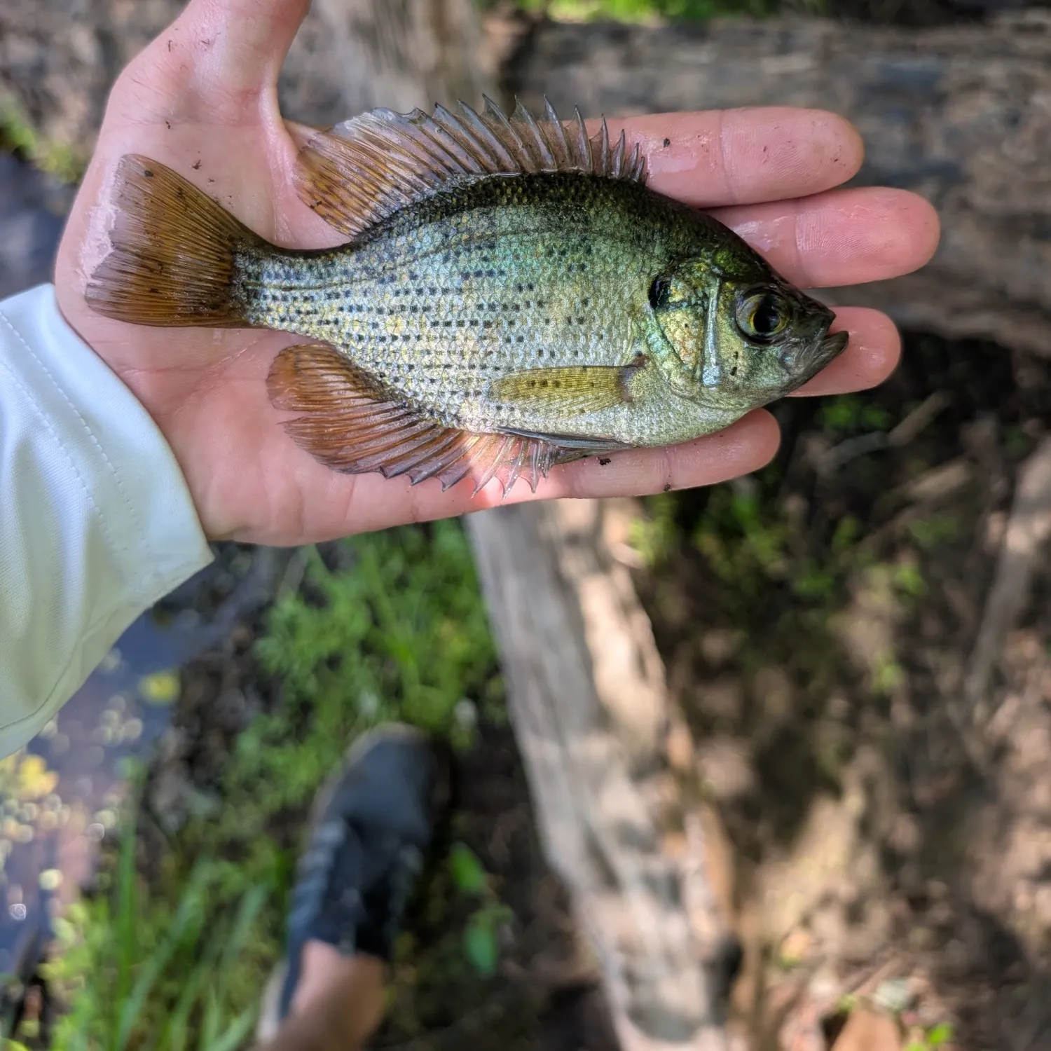 Flier caught on Fishbrain