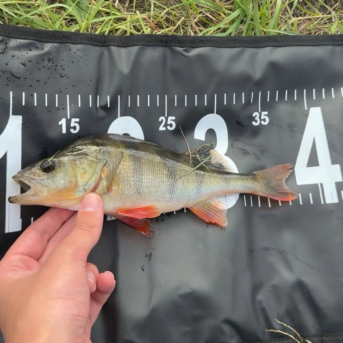 European perch caught on Fishbrain