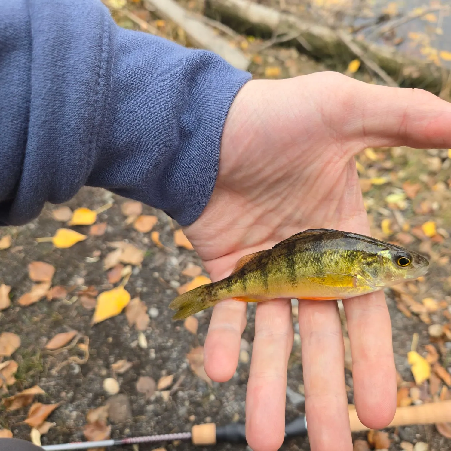 Yellow perch caught on Fishbrain