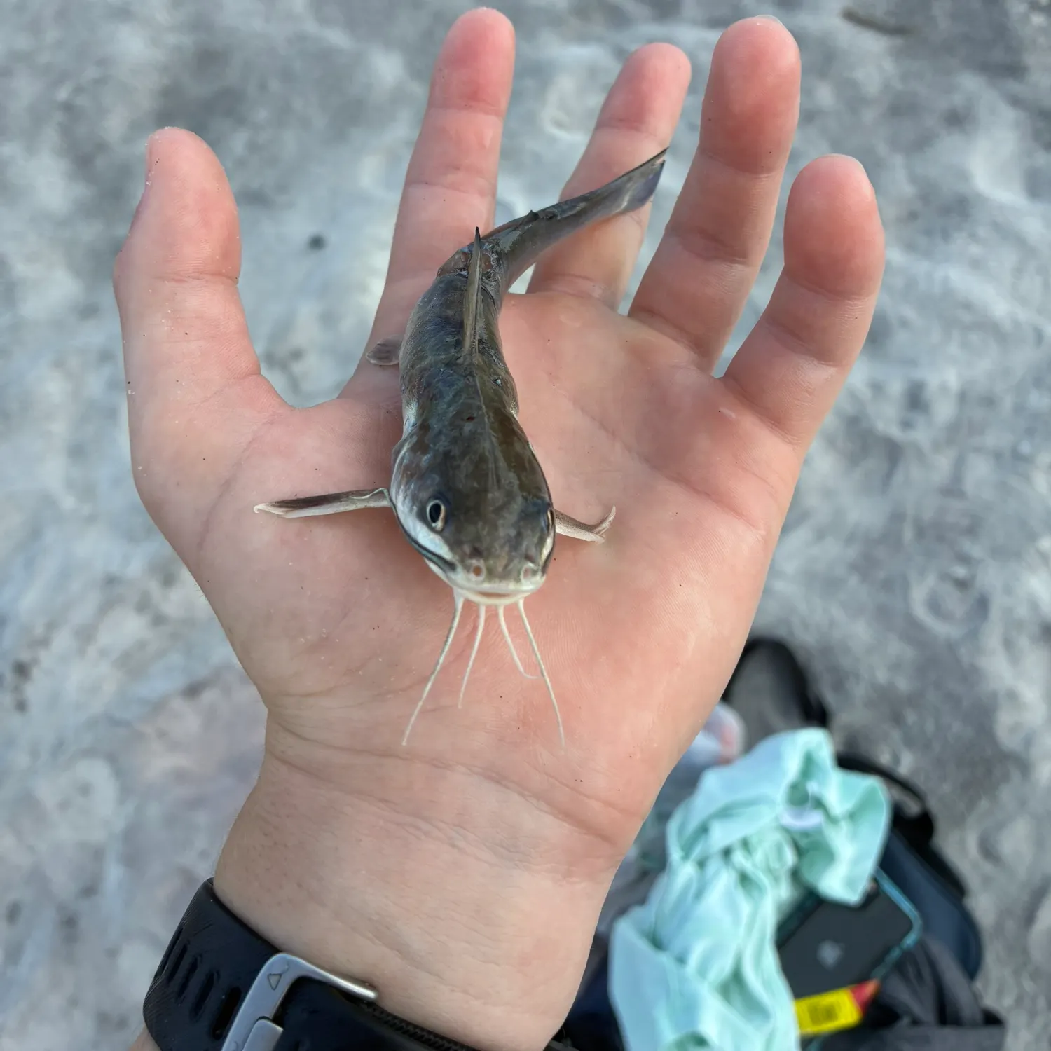 catch