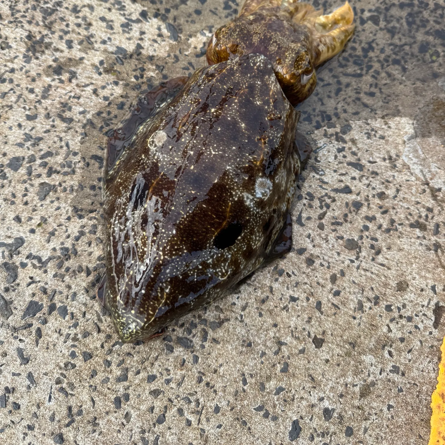 The most recent Common cuttlefish catches on Fishbrain