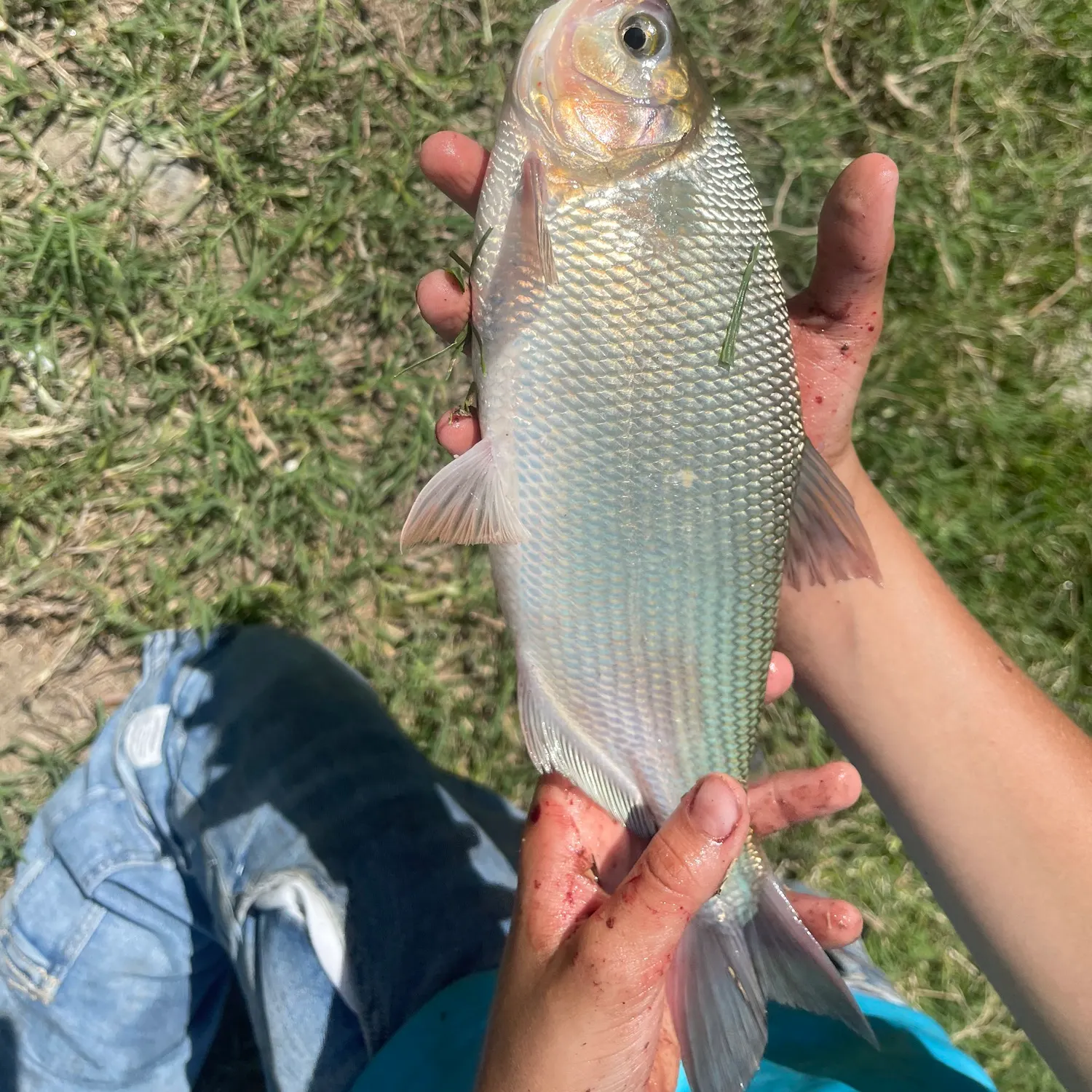 The most recent Dorada catches on Fishbrain