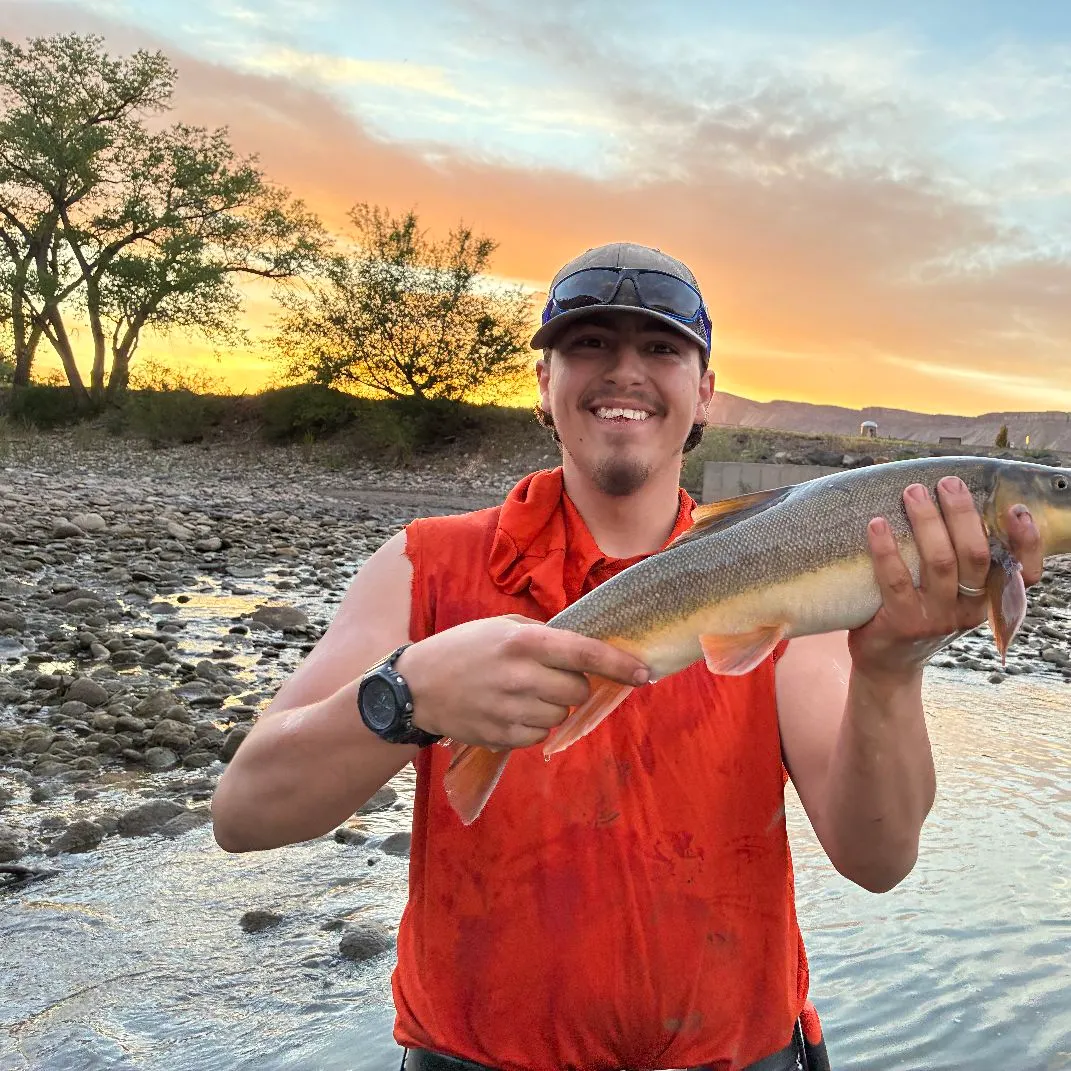 The most recent Flannelmouth sucker catches on Fishbrain