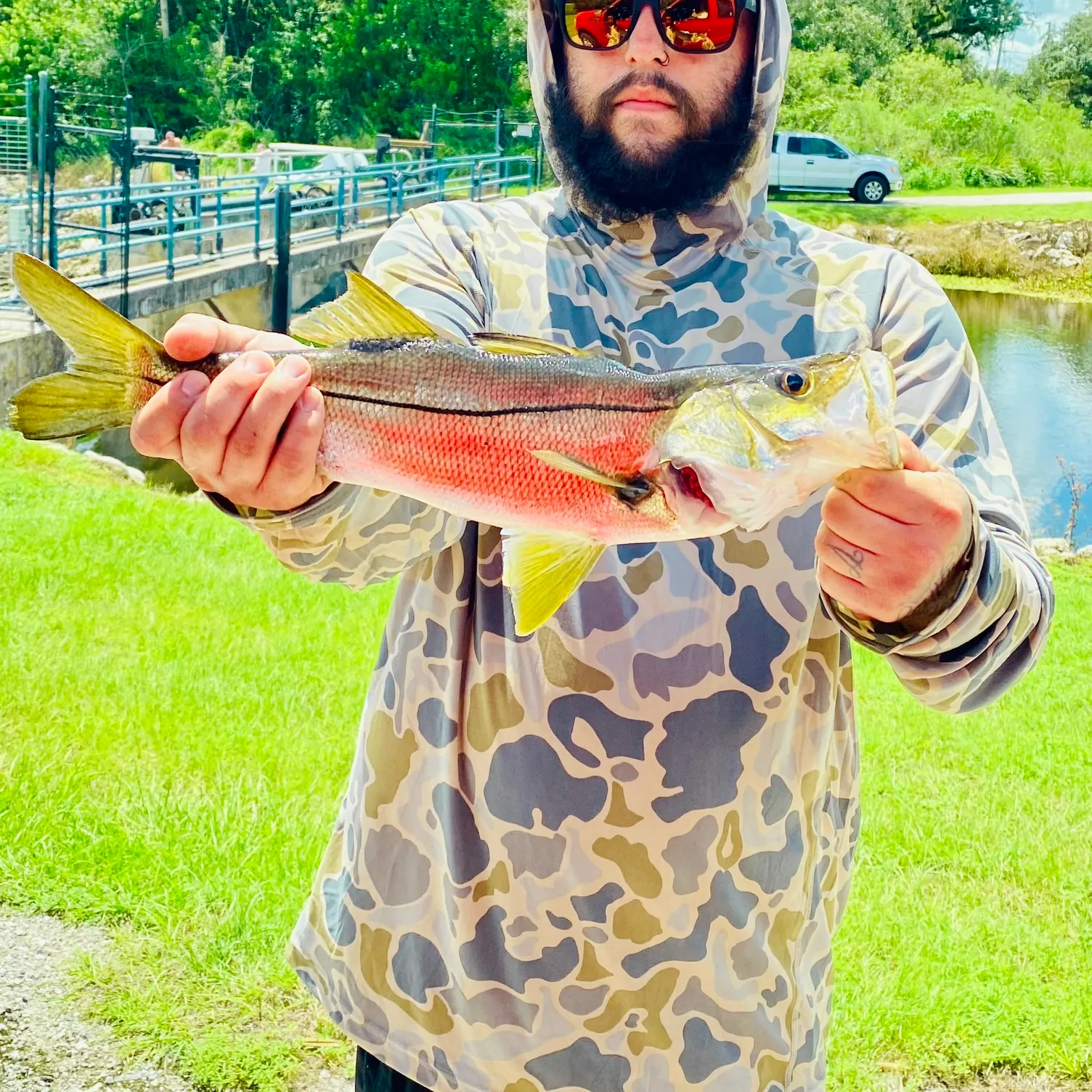 Common snook caught on Fishbrain