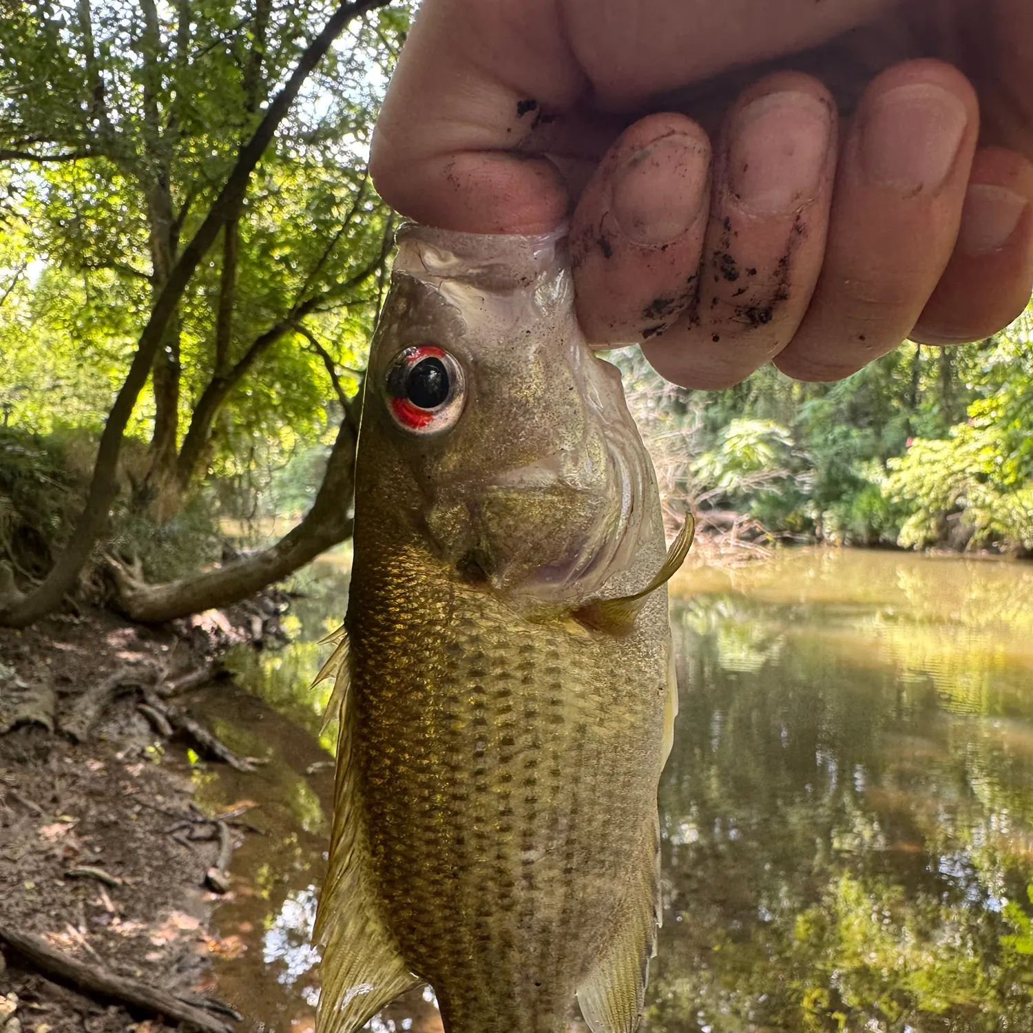 The most recent Rock bass catches on Fishbrain