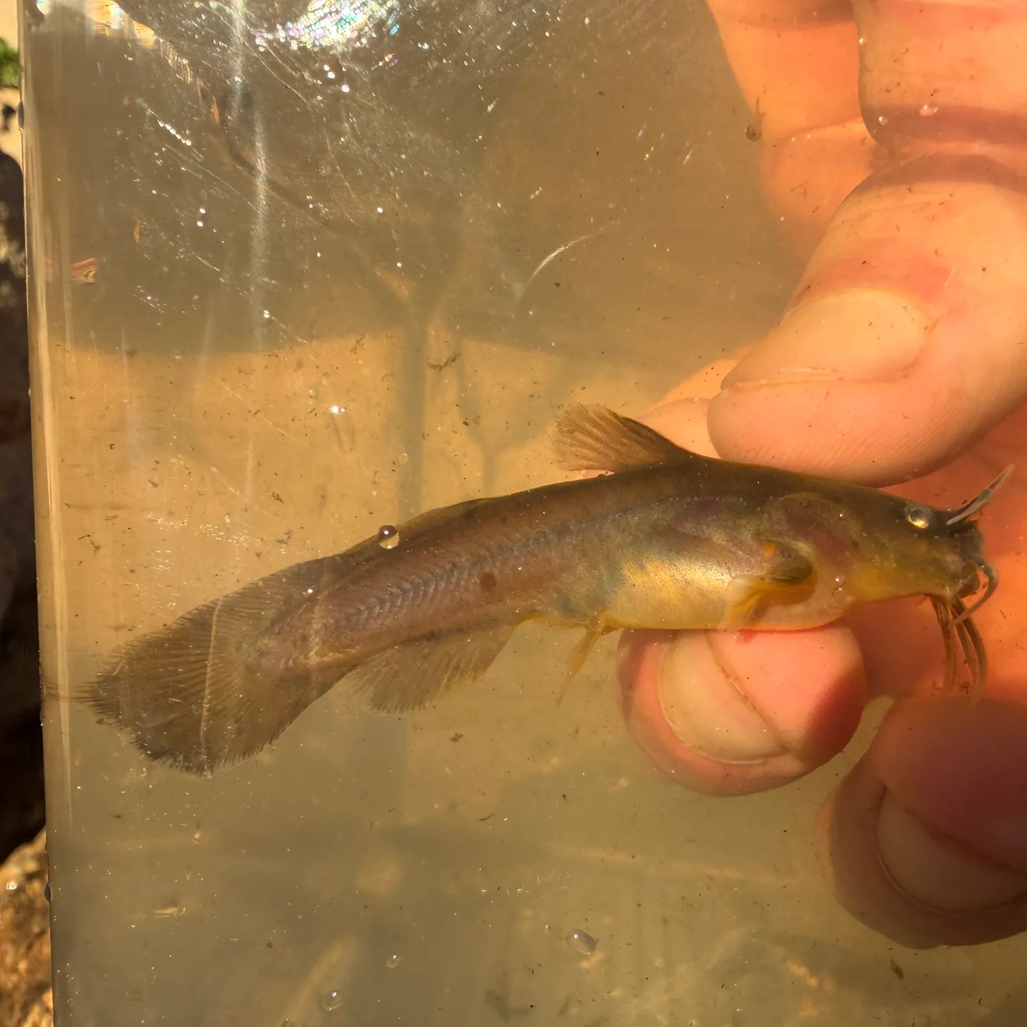 The most recent Tadpole madtom catches on Fishbrain