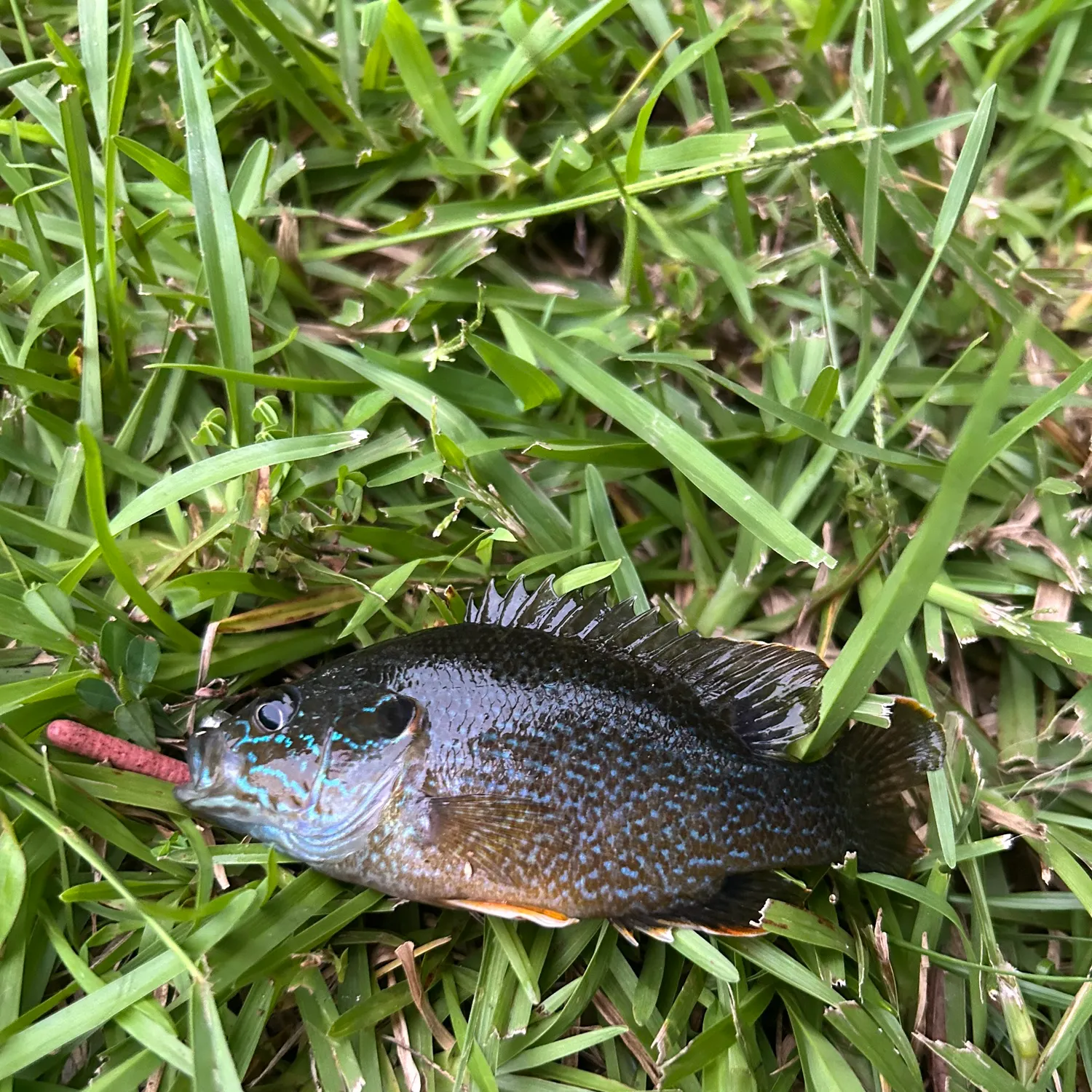 angler catch