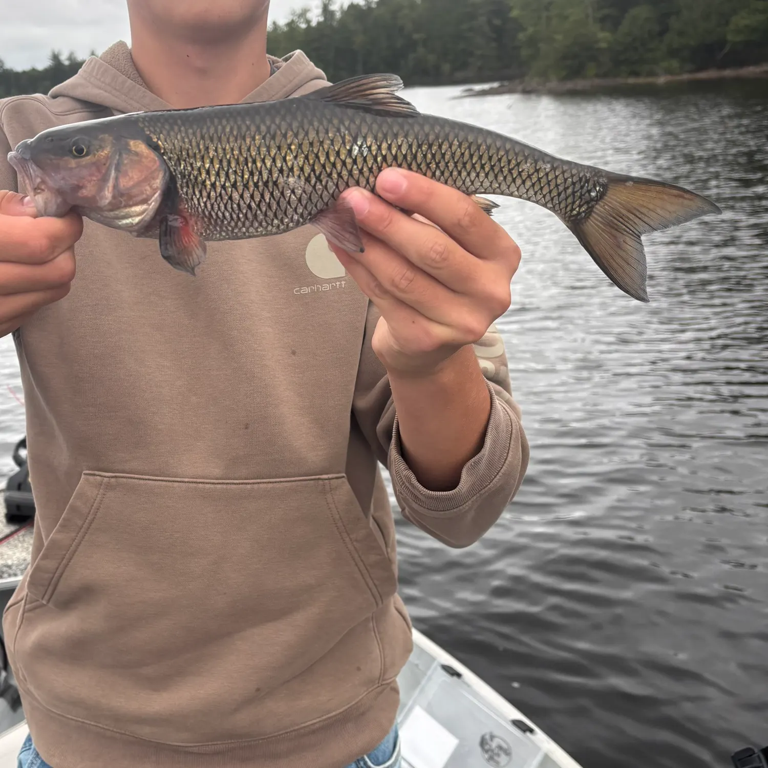 Fallfish caught on Fishbrain