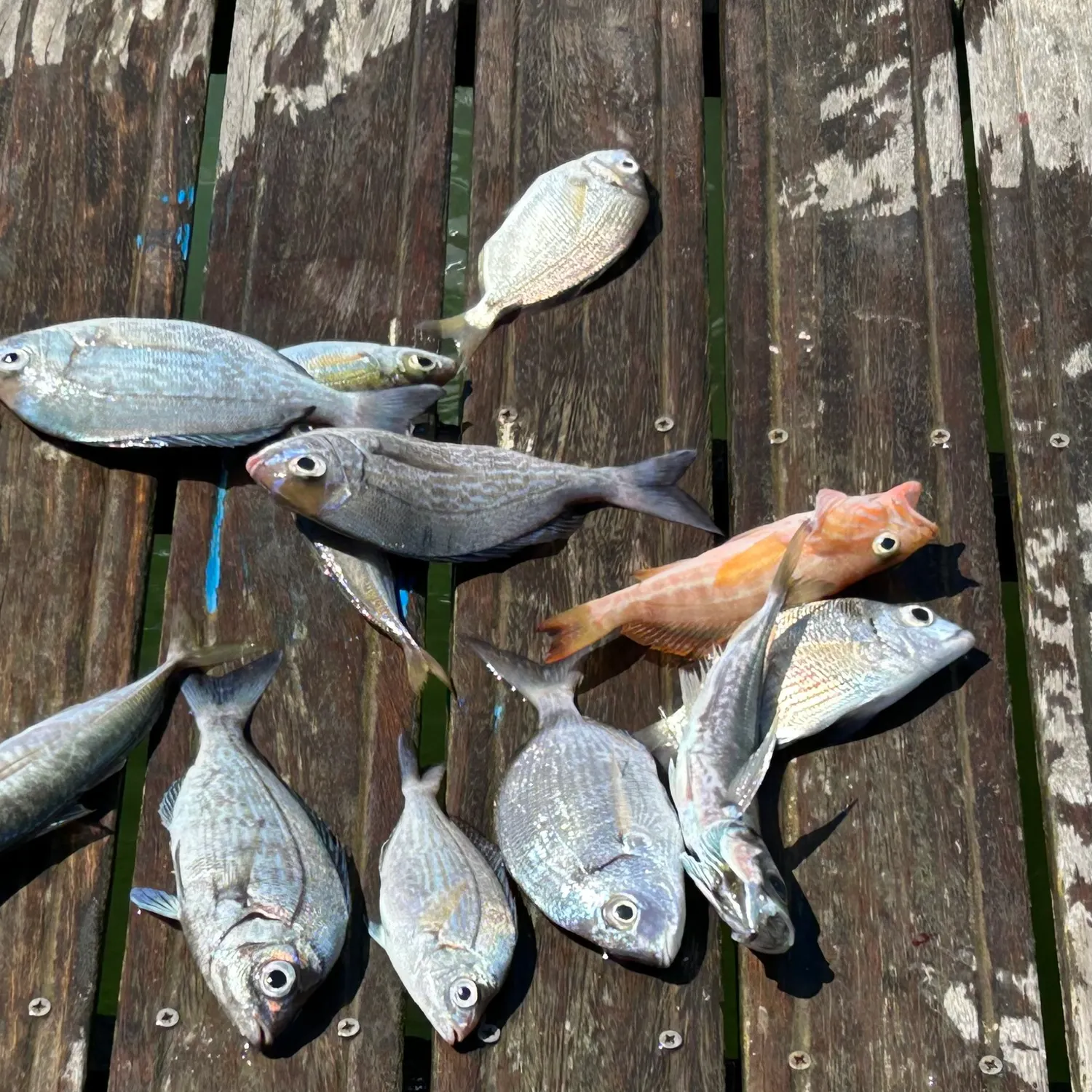 The most recent Black seabream catches on Fishbrain