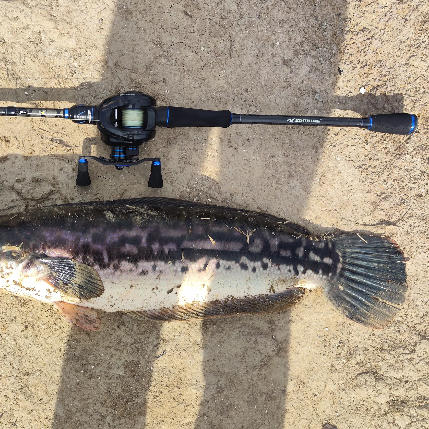 The most recent Indonesian snakehead catches on Fishbrain