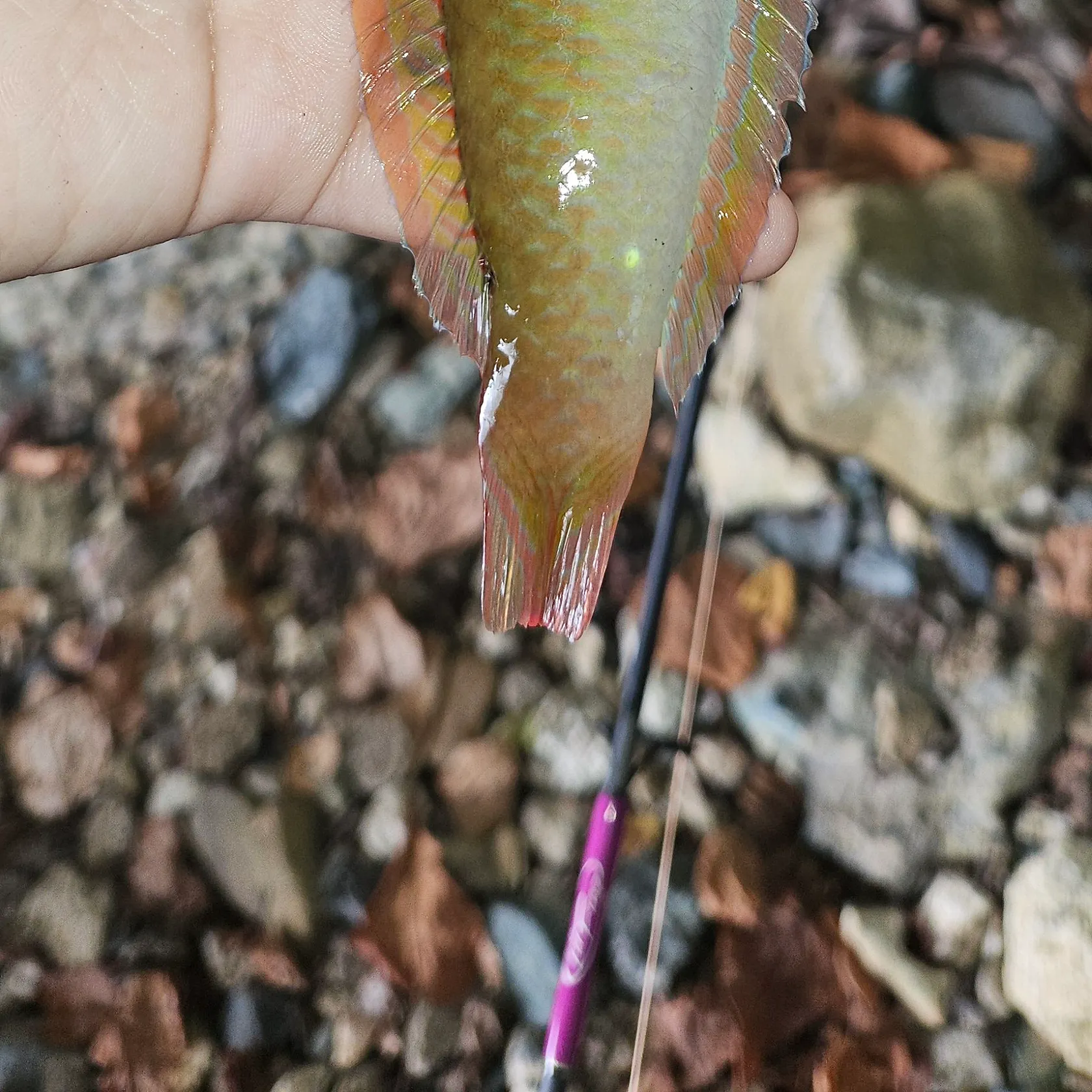 The most recent Blackear wrasse catches on Fishbrain
