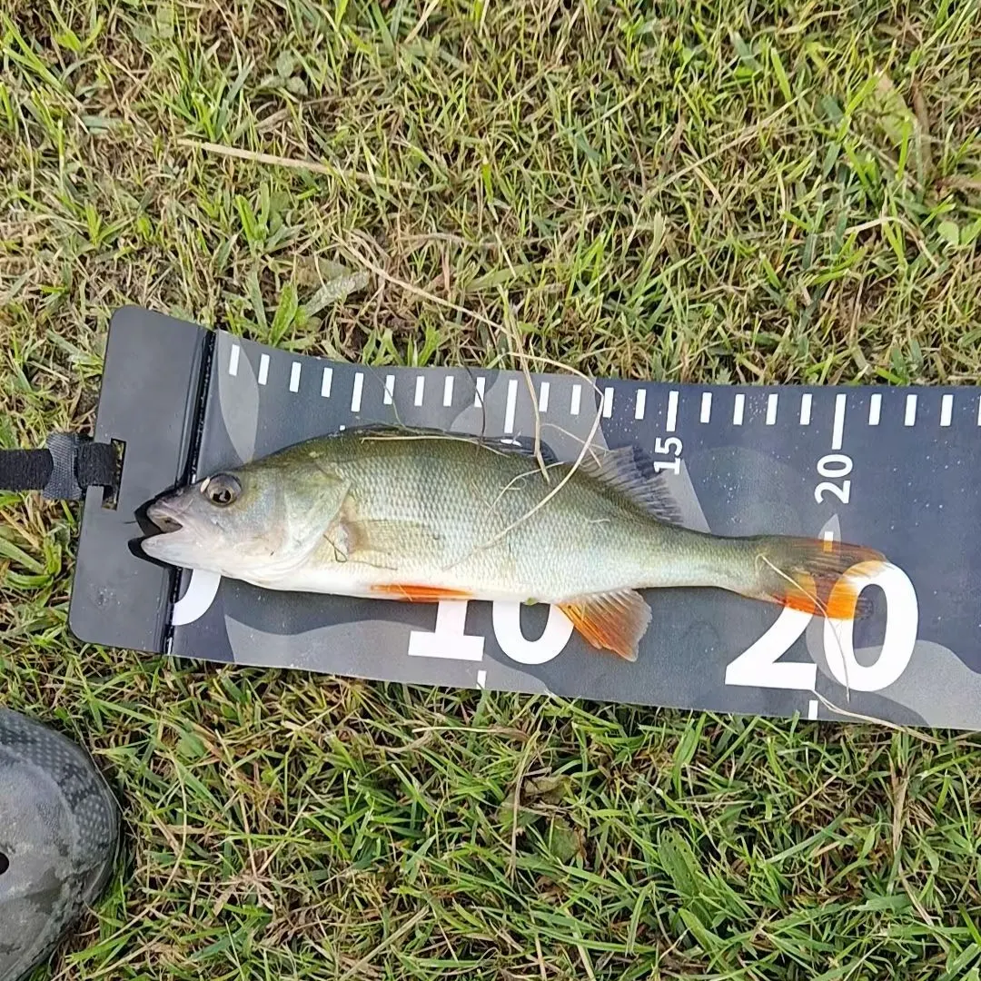 European perch caught on Fishbrain