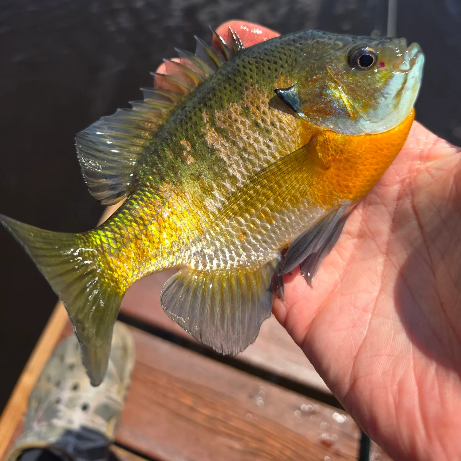 catch