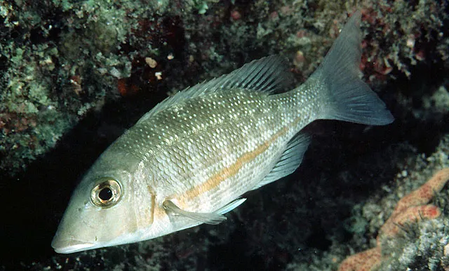 Orange-striped emperor