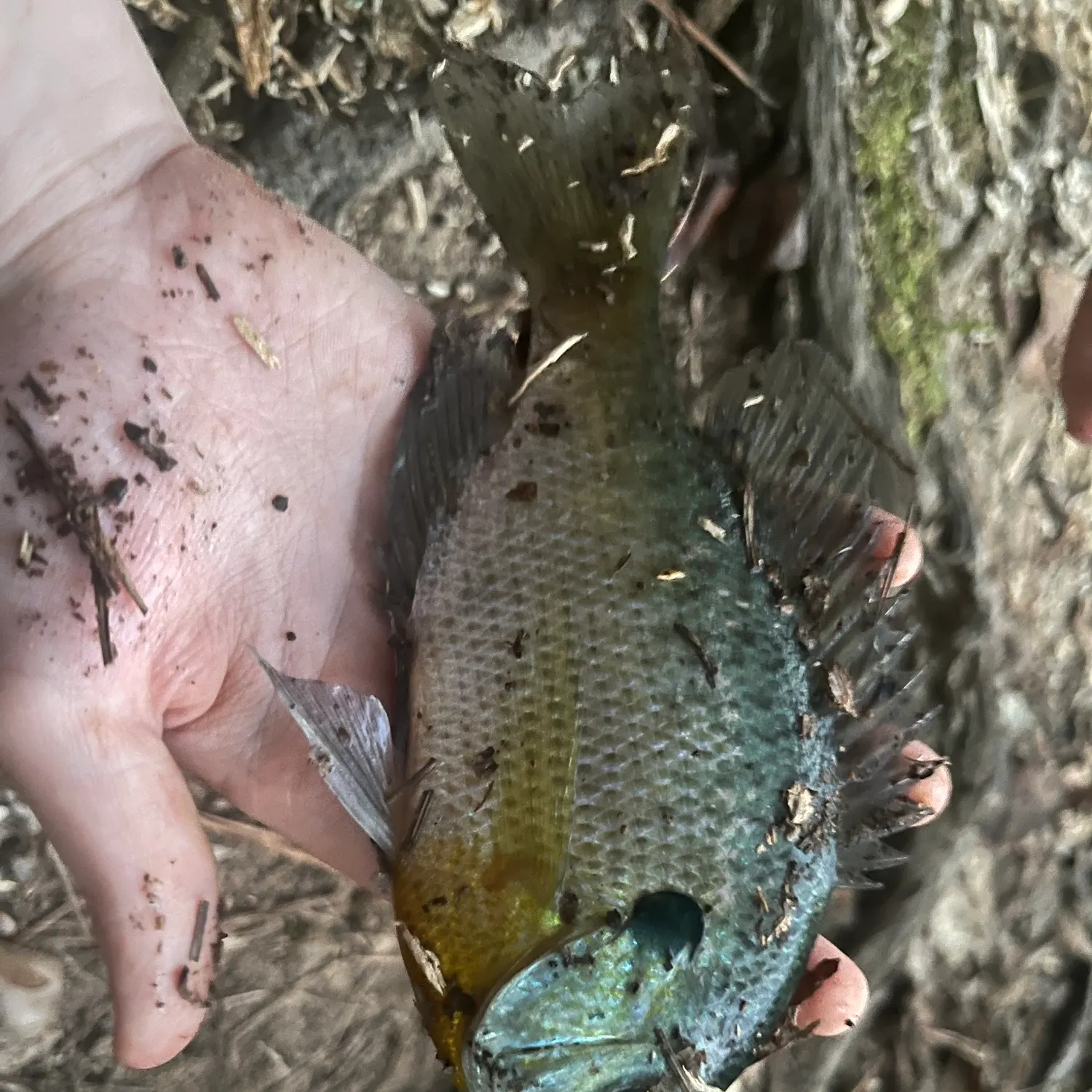 Bluegill caught on Fishbrain