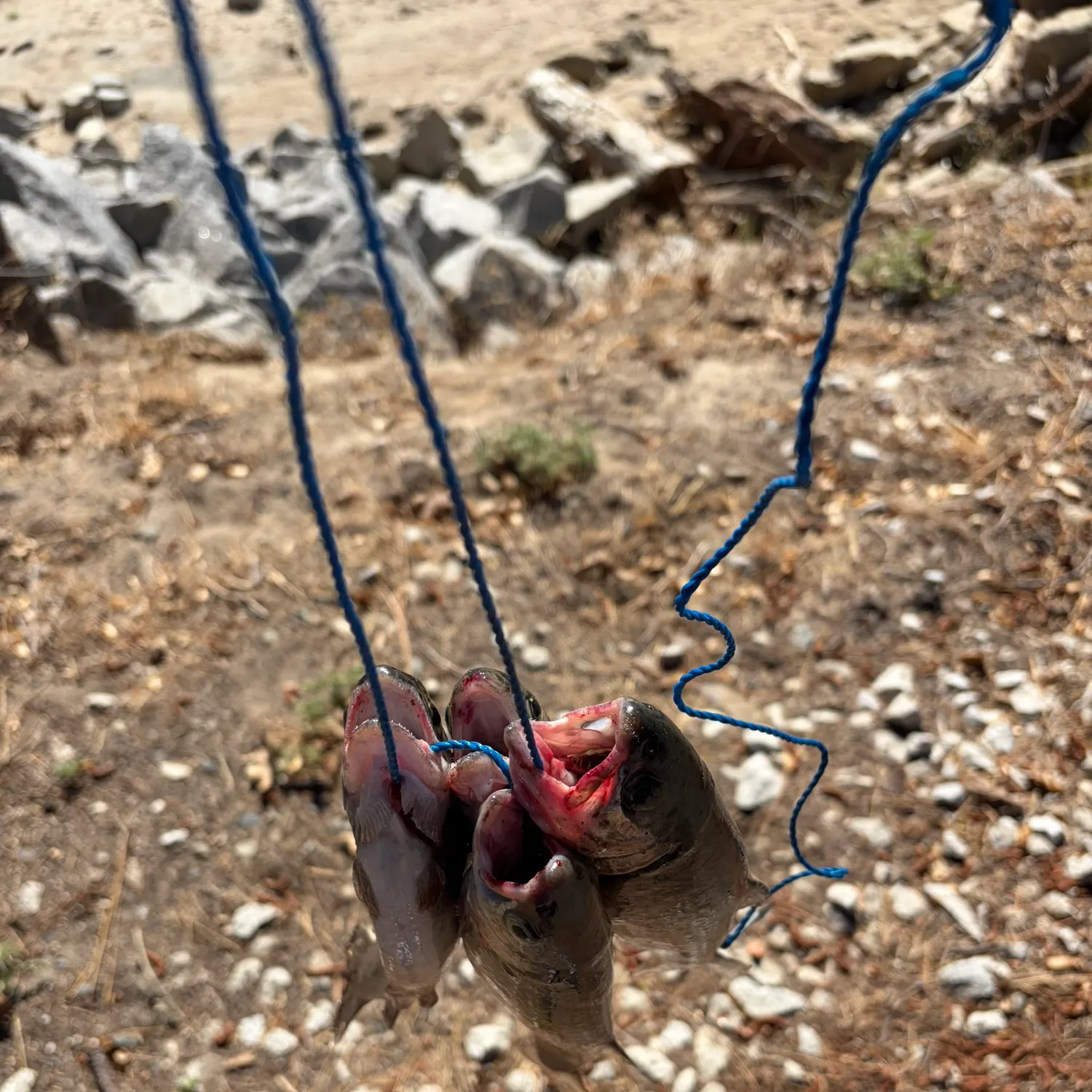 Fish caught on Fishbrain