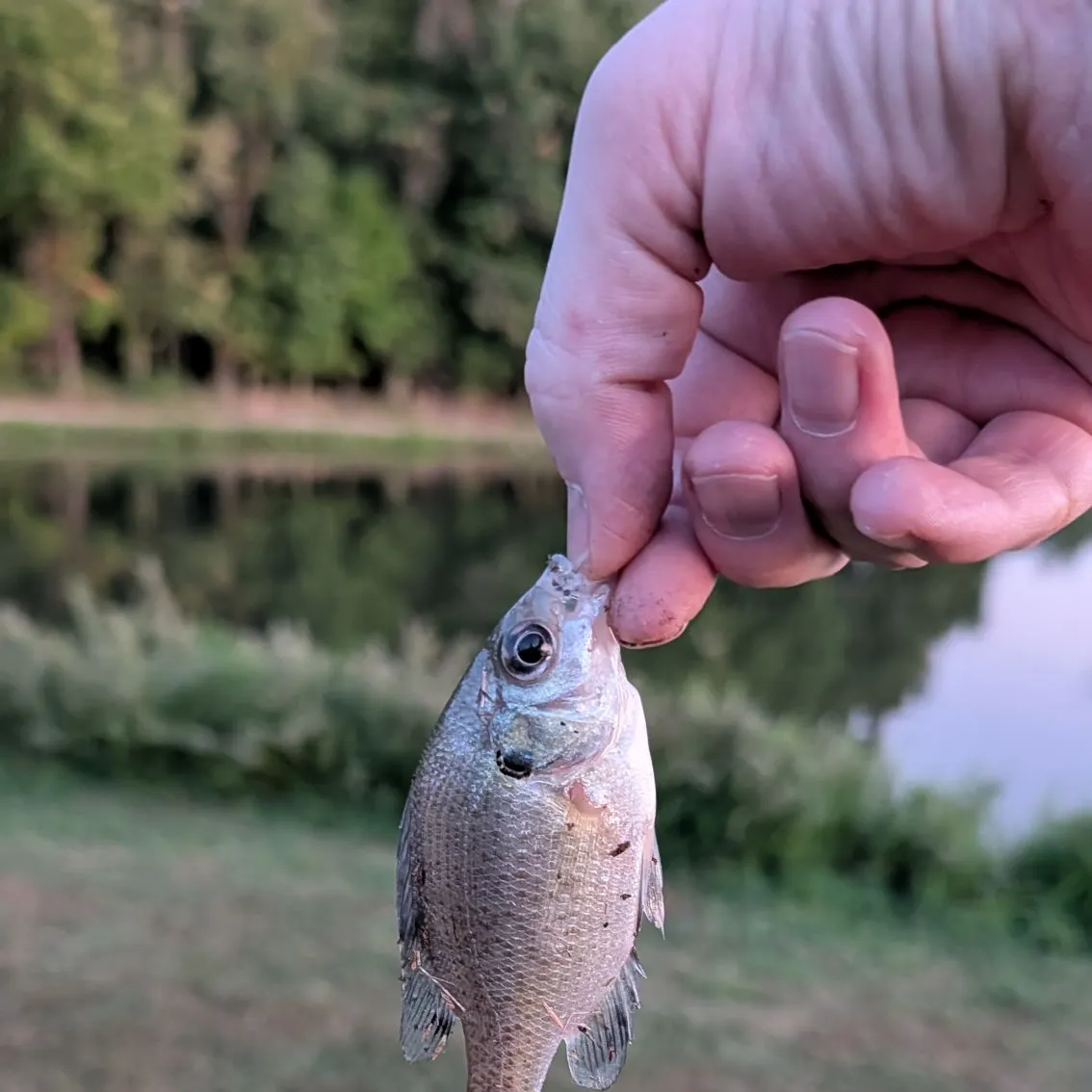 Bluegill caught on Fishbrain