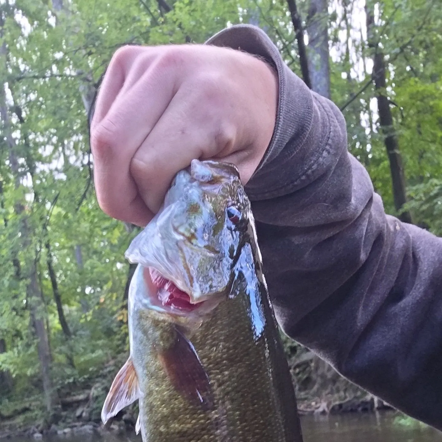 Smallmouth bass caught on Fishbrain