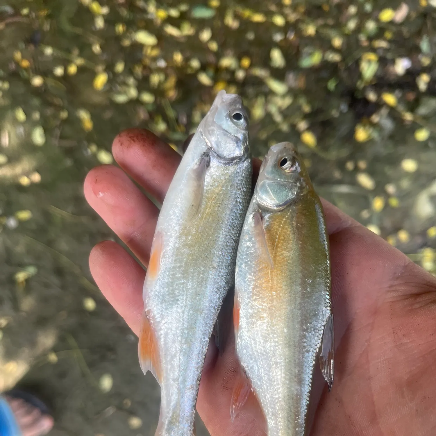 Fish caught on Fishbrain