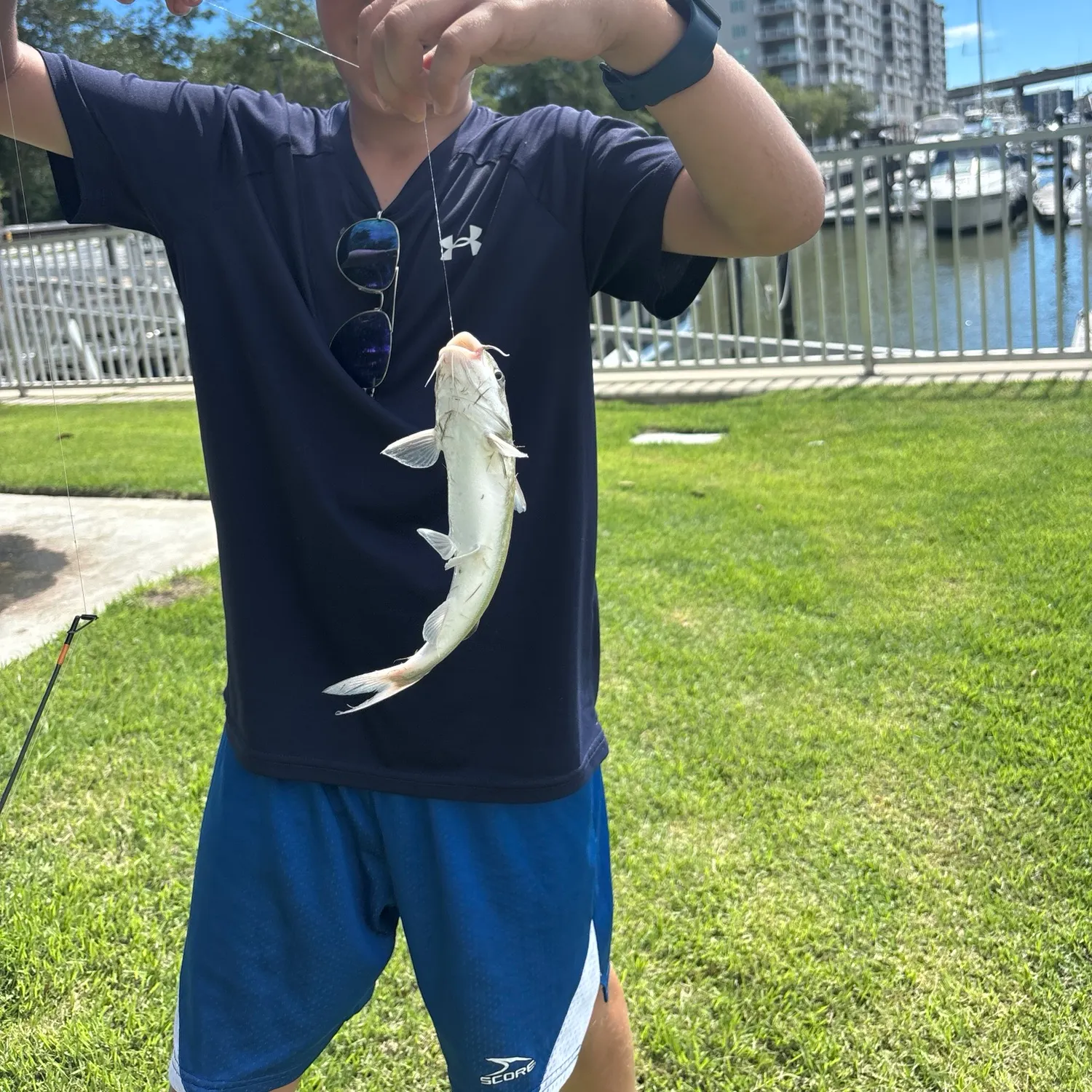Gafftopsail sea catfish caught on Fishbrain
