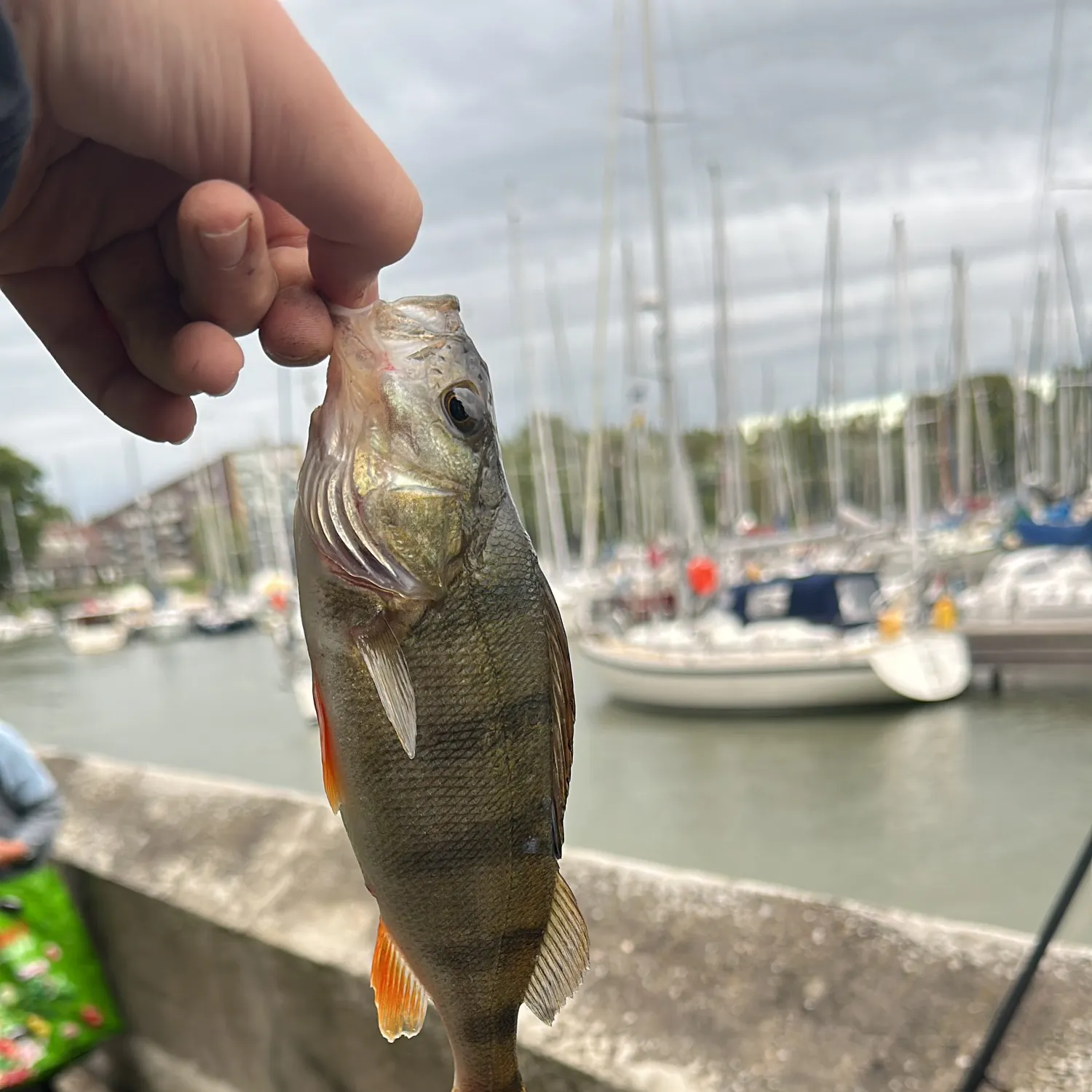 European perch caught on Fishbrain